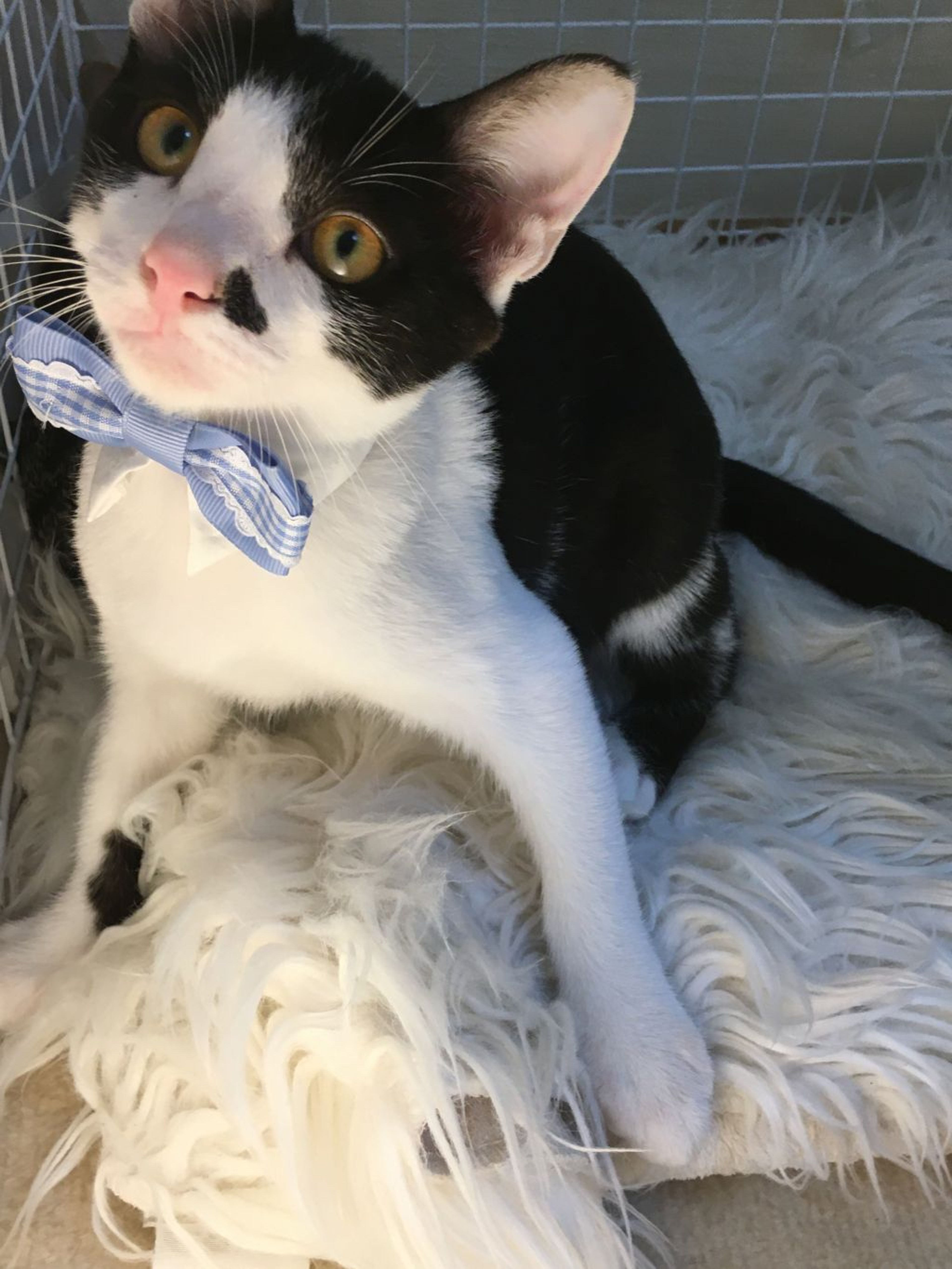 pet-image-3