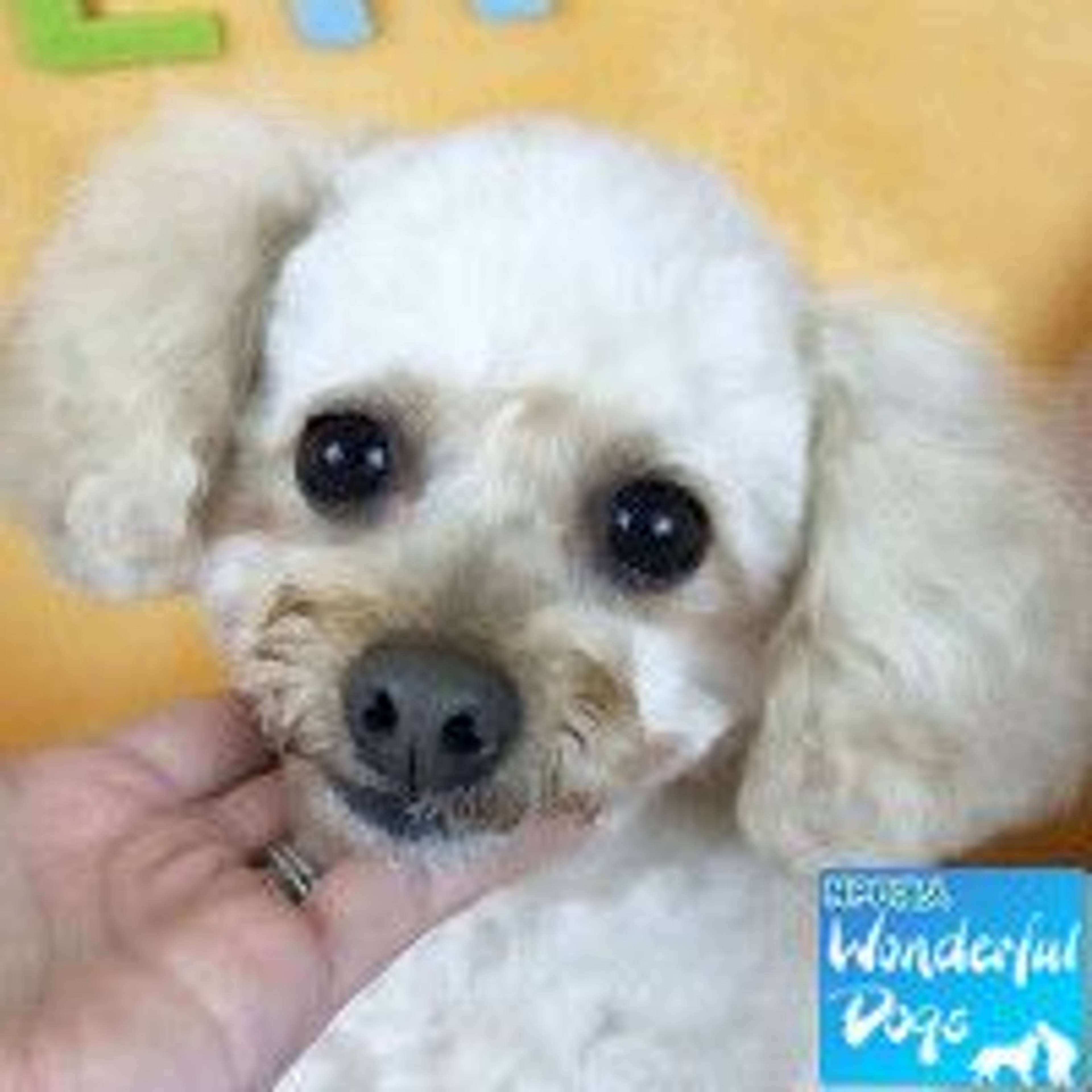 トイプードル・メスの里親募集の写真