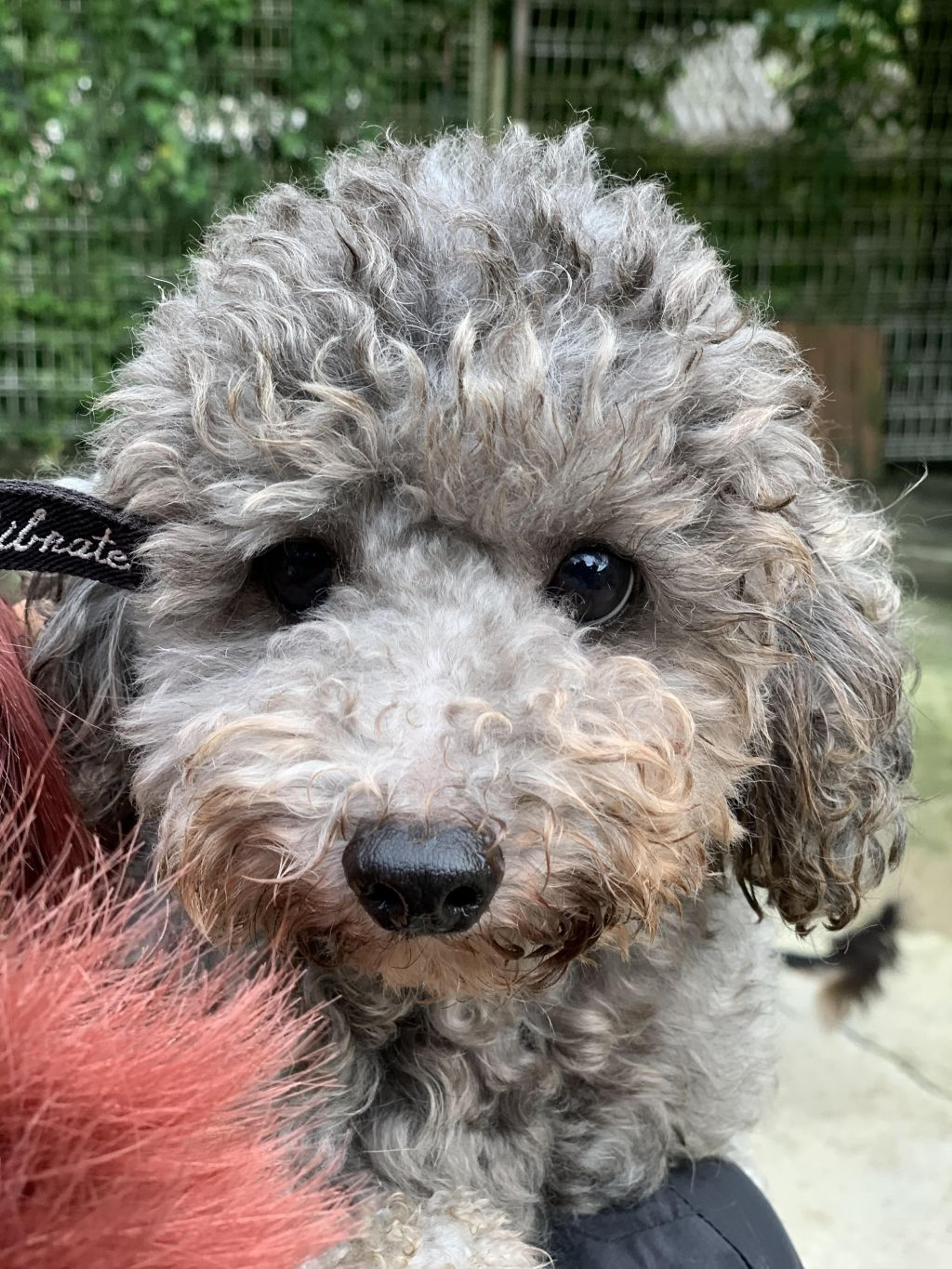 pet-image-2