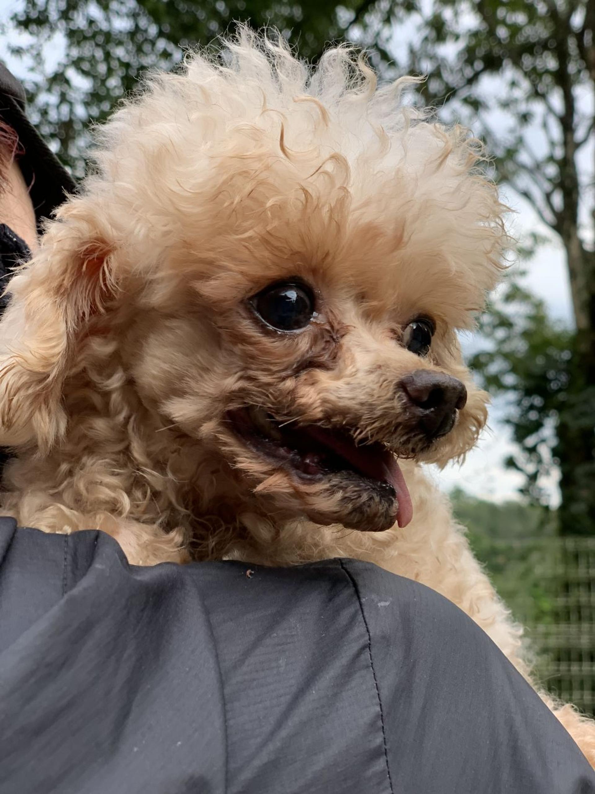 pet-image-2