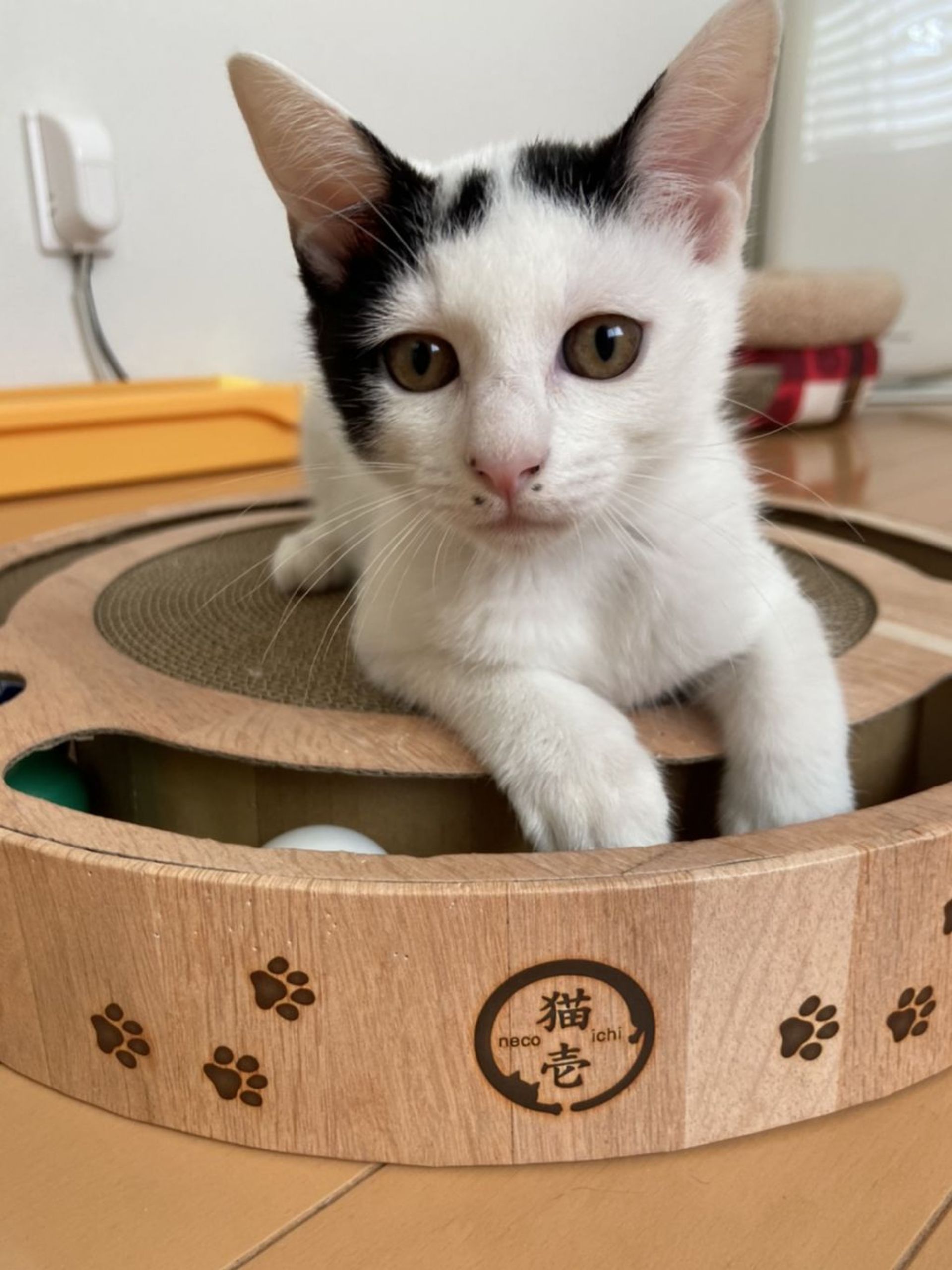 雑種（ミックス猫）・オスの里親募集の写真
