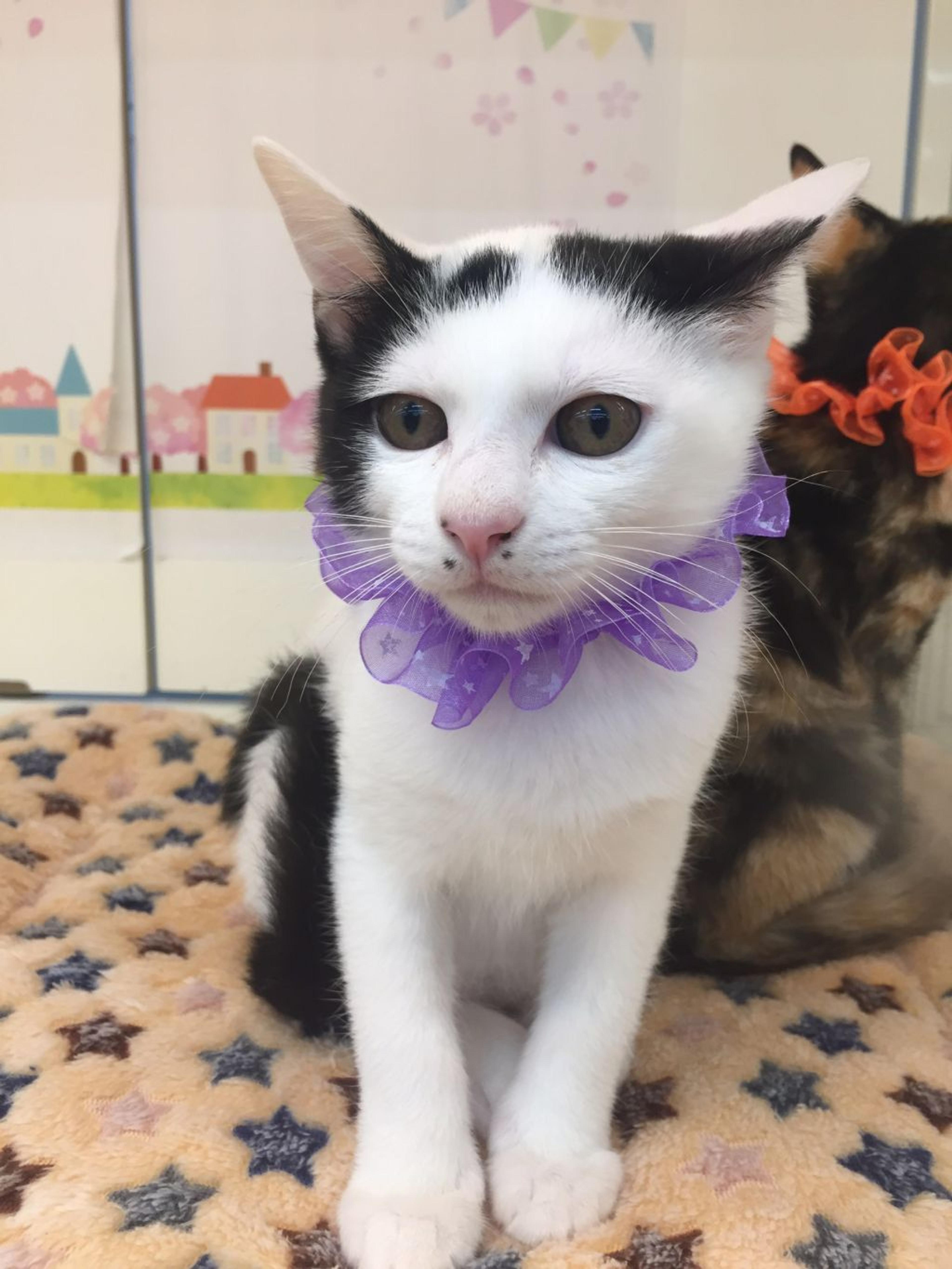 pet-image-4