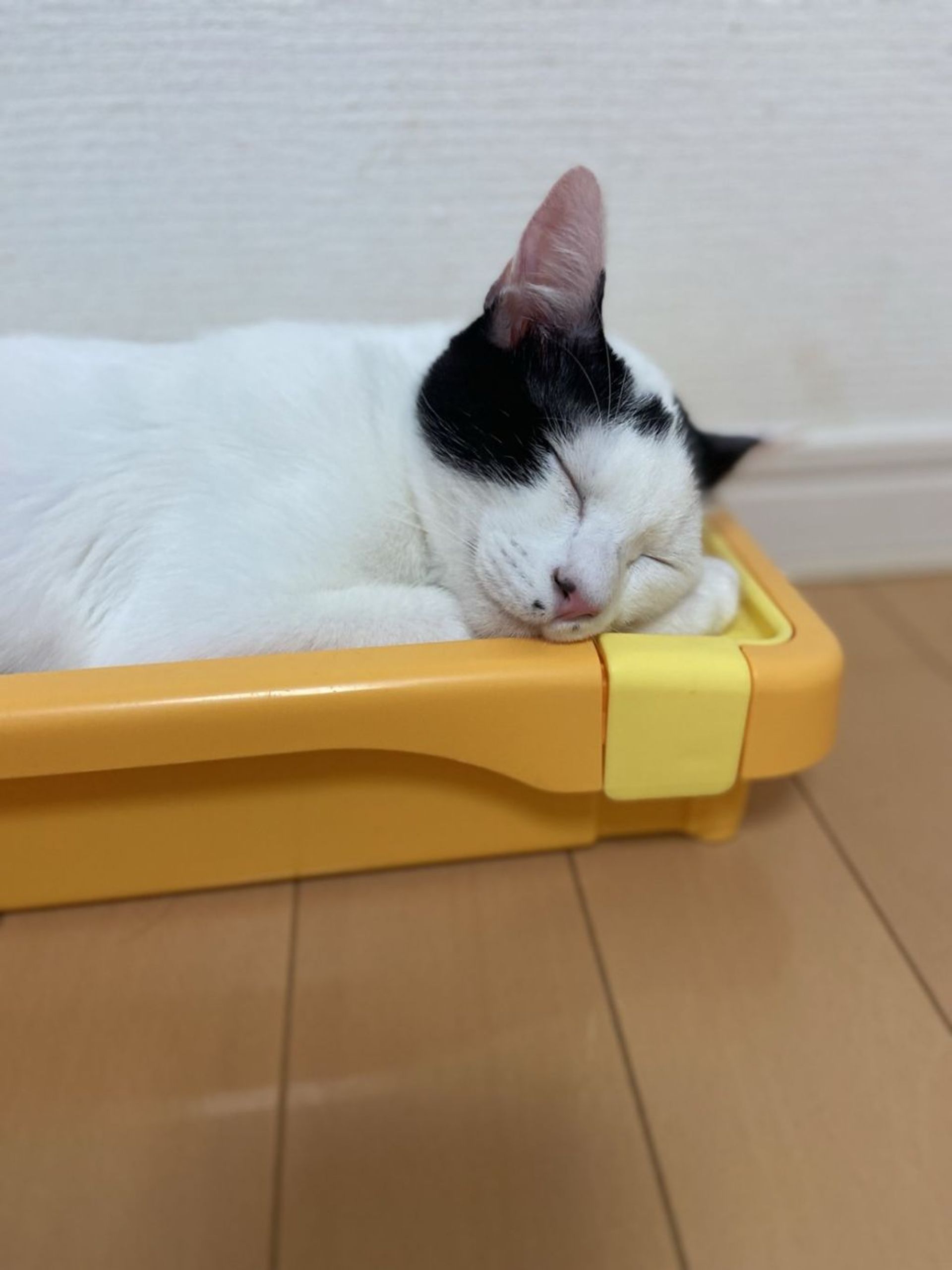 雑種（ミックス猫）・オスの里親募集の写真