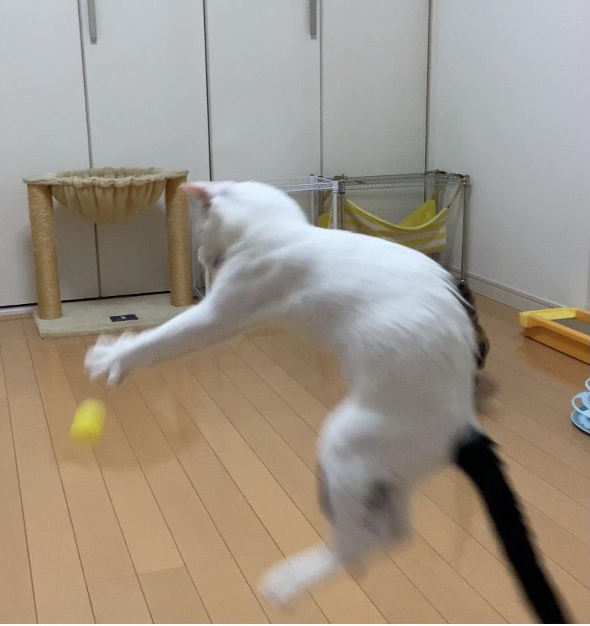 pet-image-6