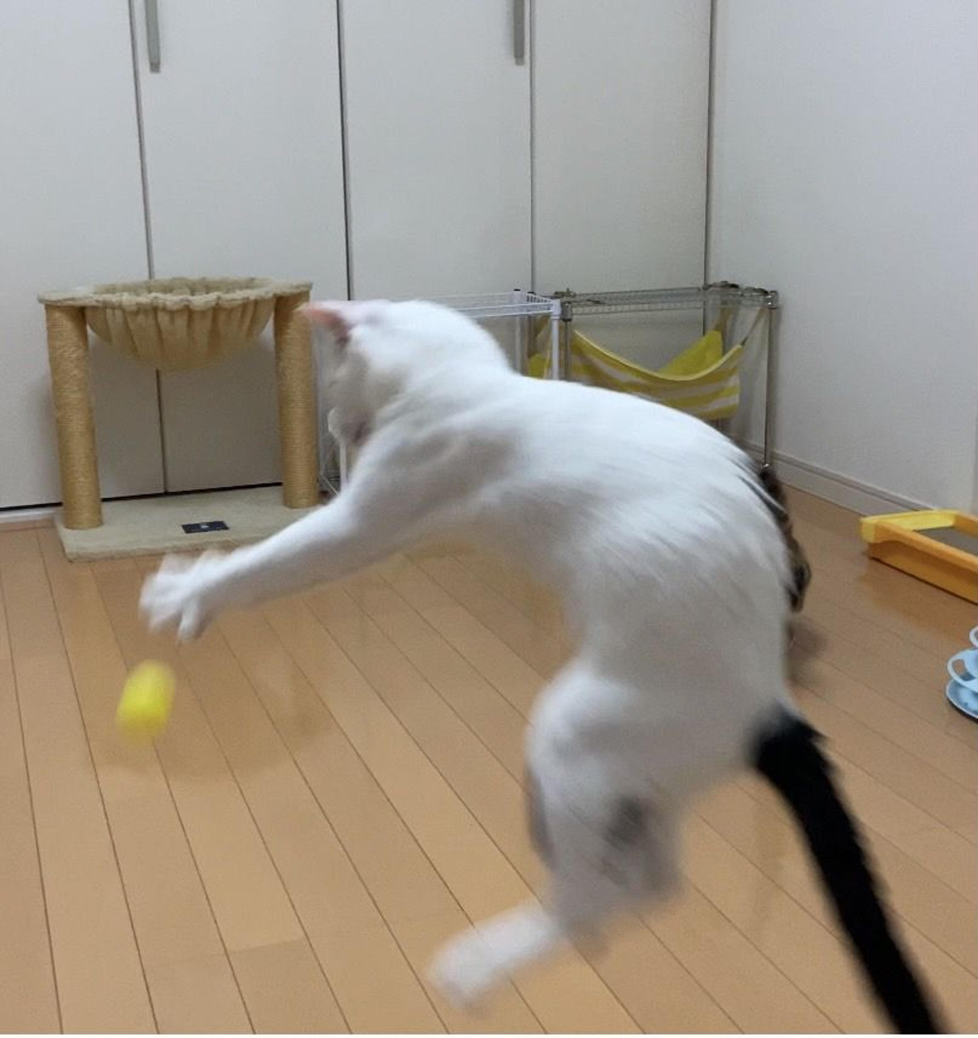 pet-image-6