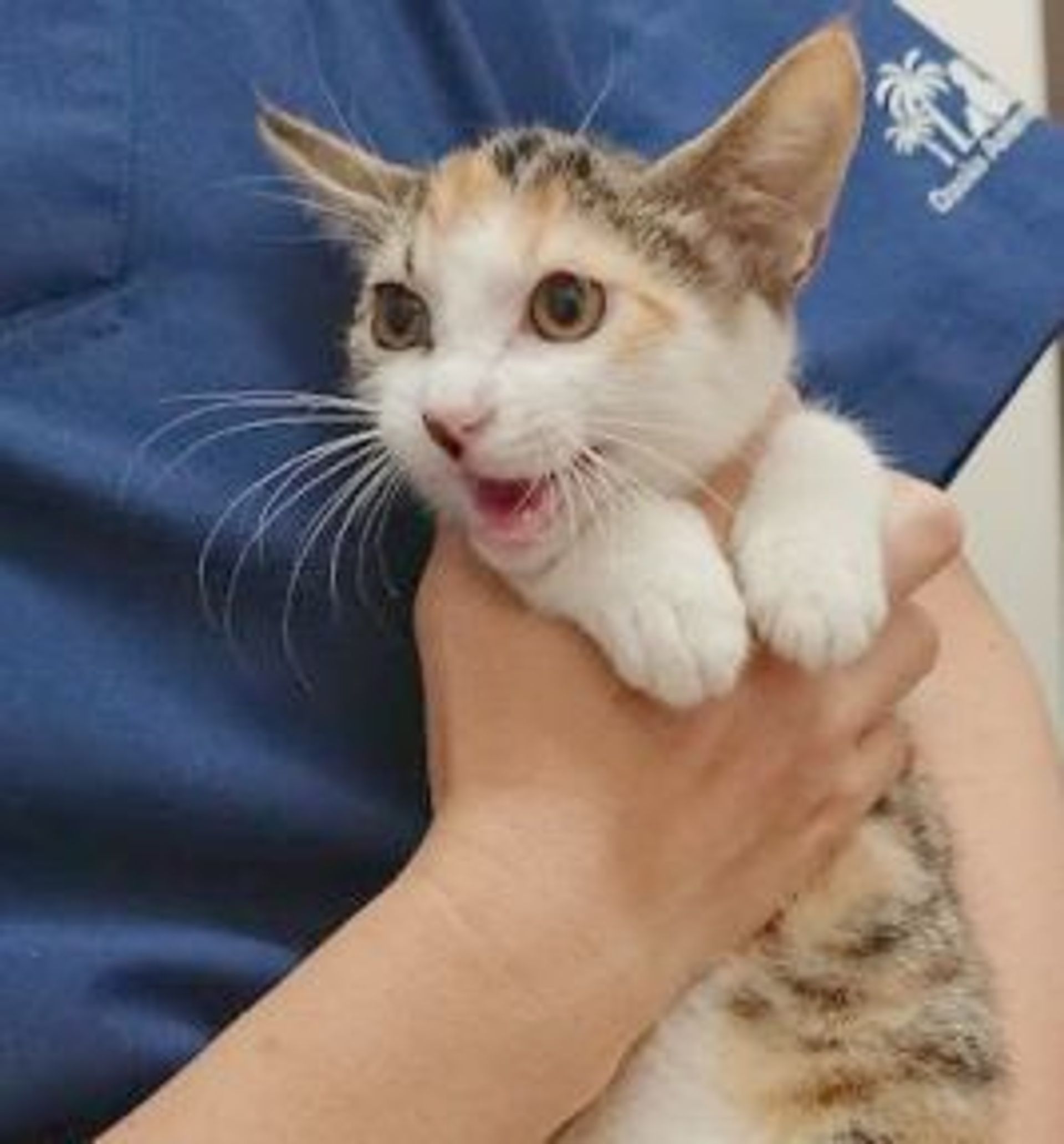雑種（ミックス猫）・メスの里親募集の写真
