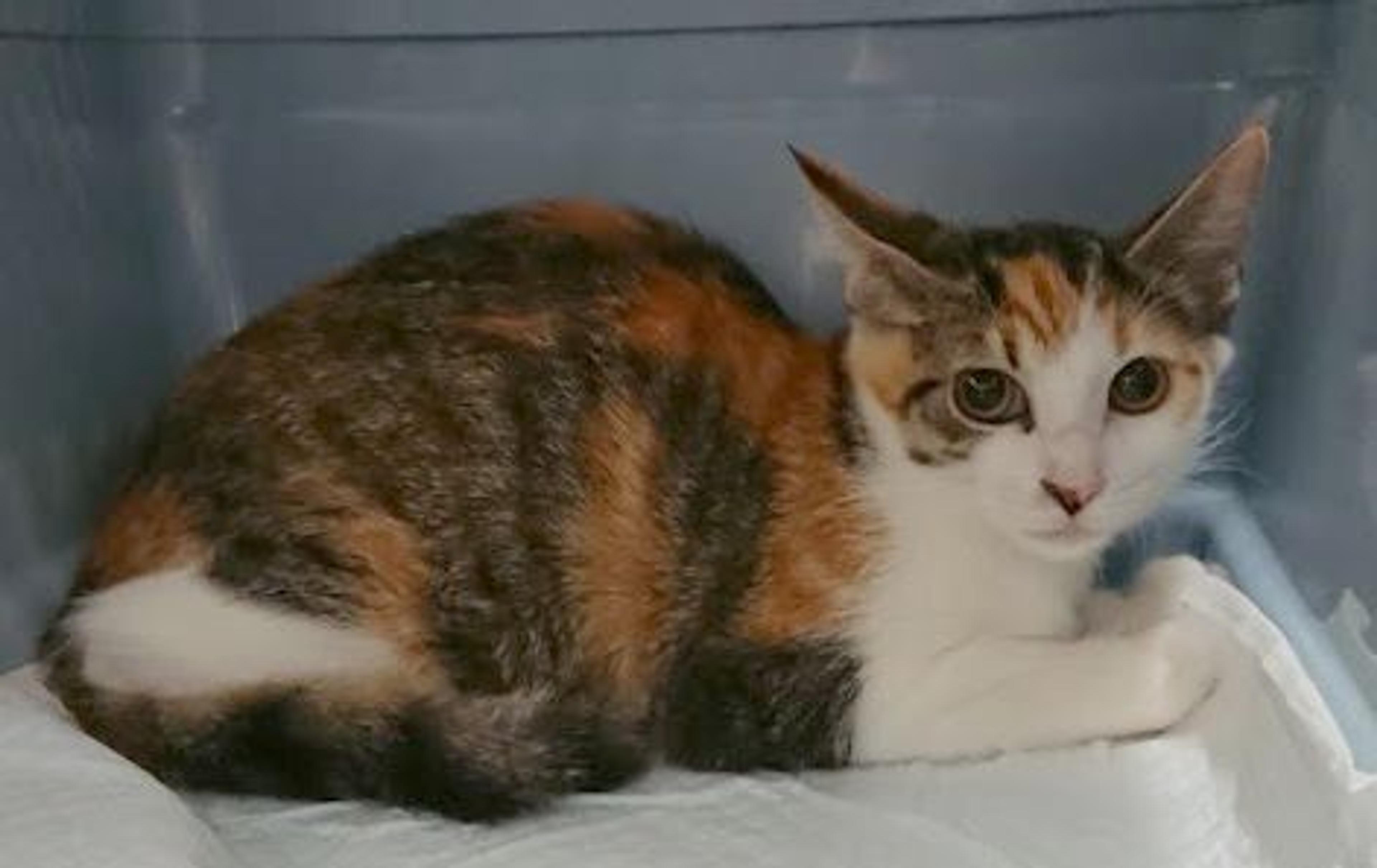 pet-image-3
