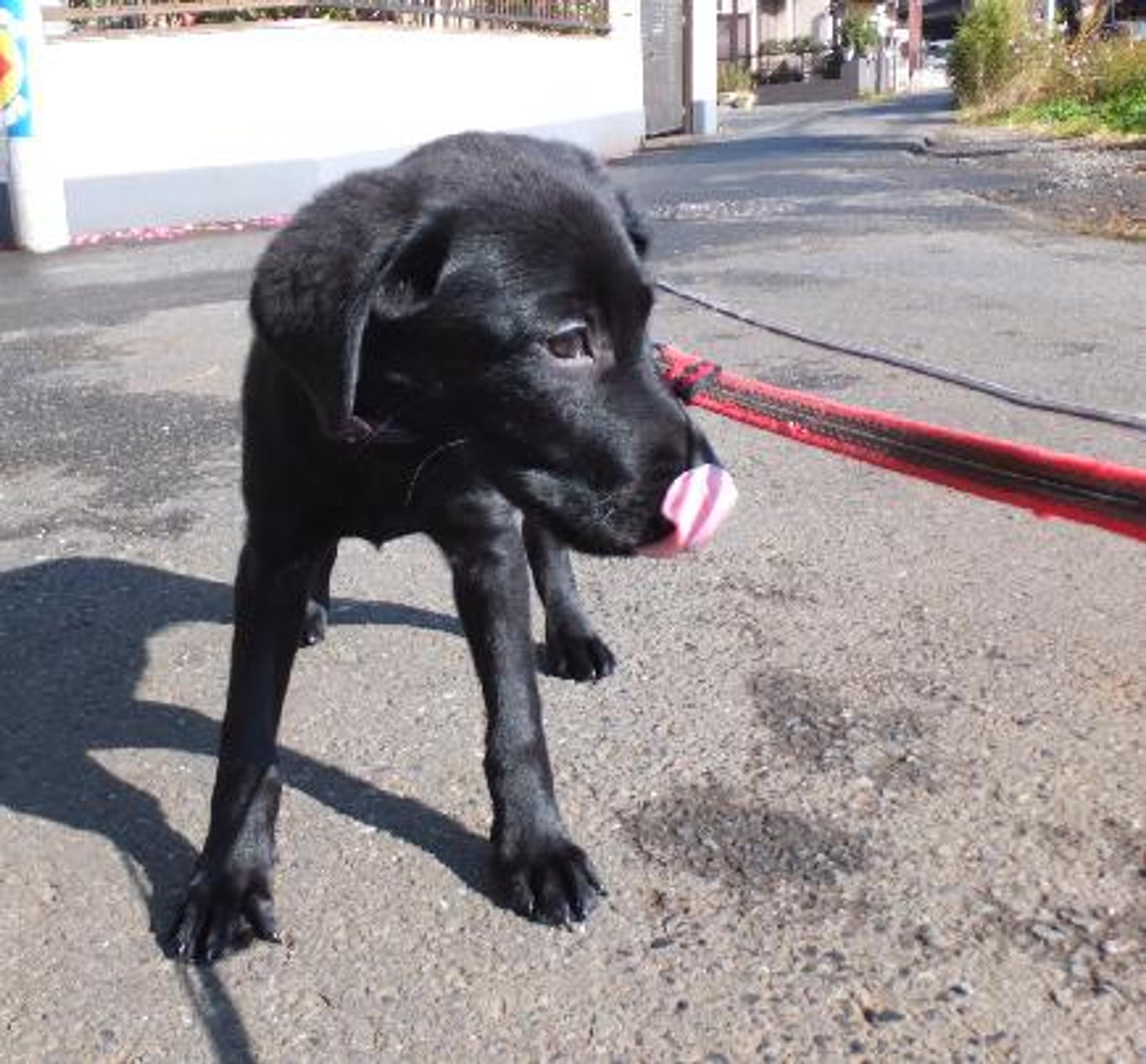 pet-image-2
