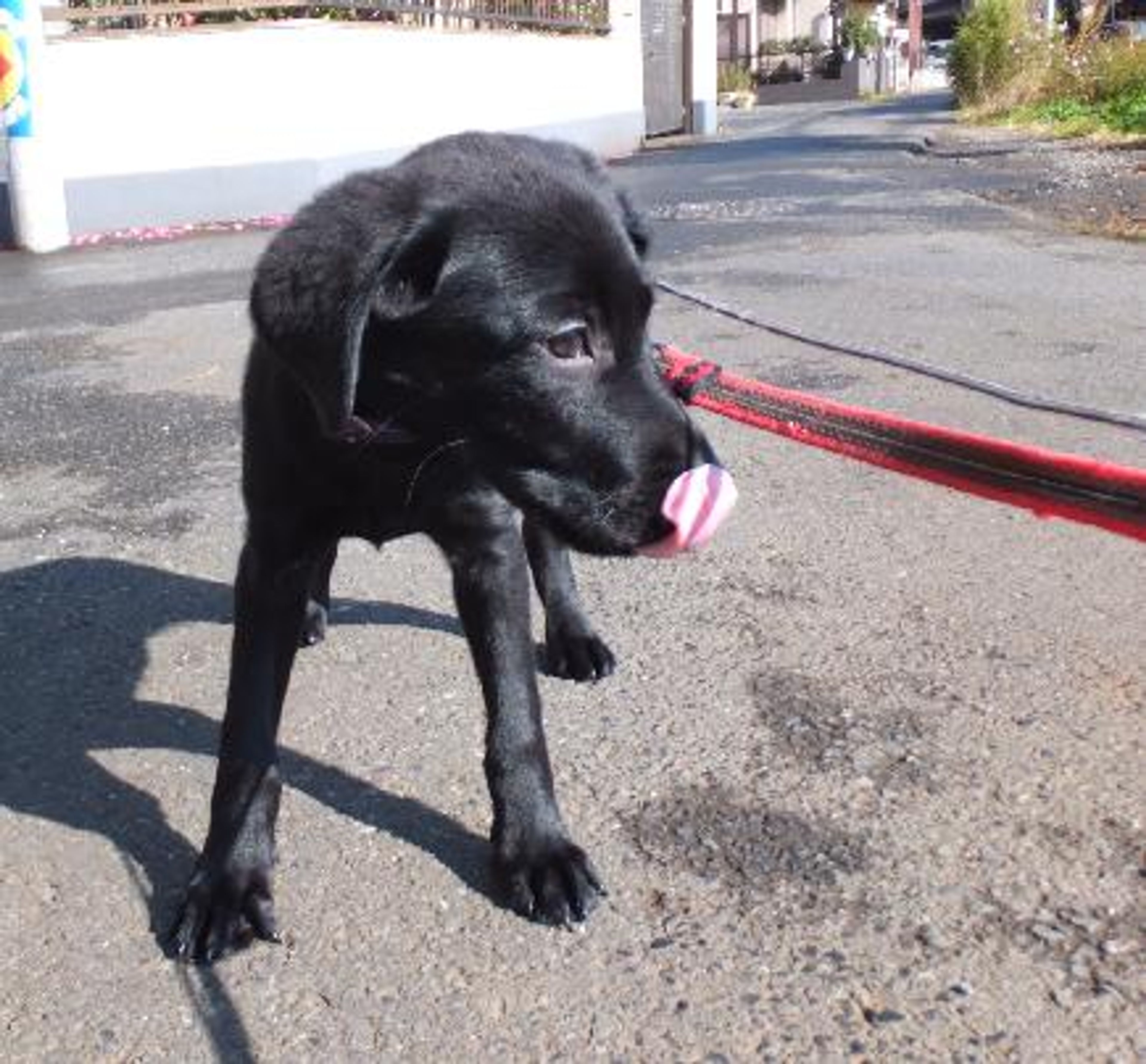 pet-image-2