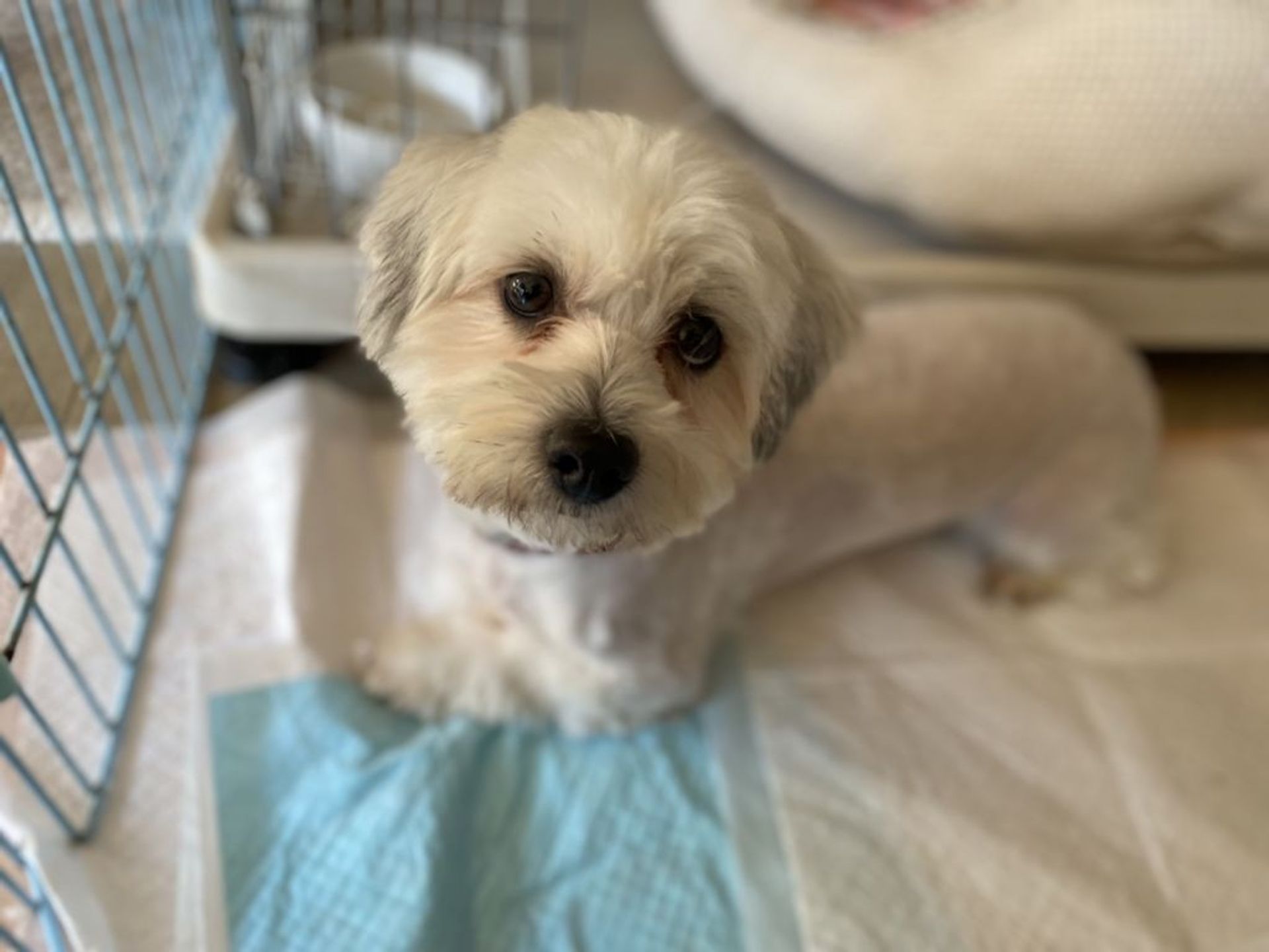 雑種（ミックス犬）・オスの里親募集の写真