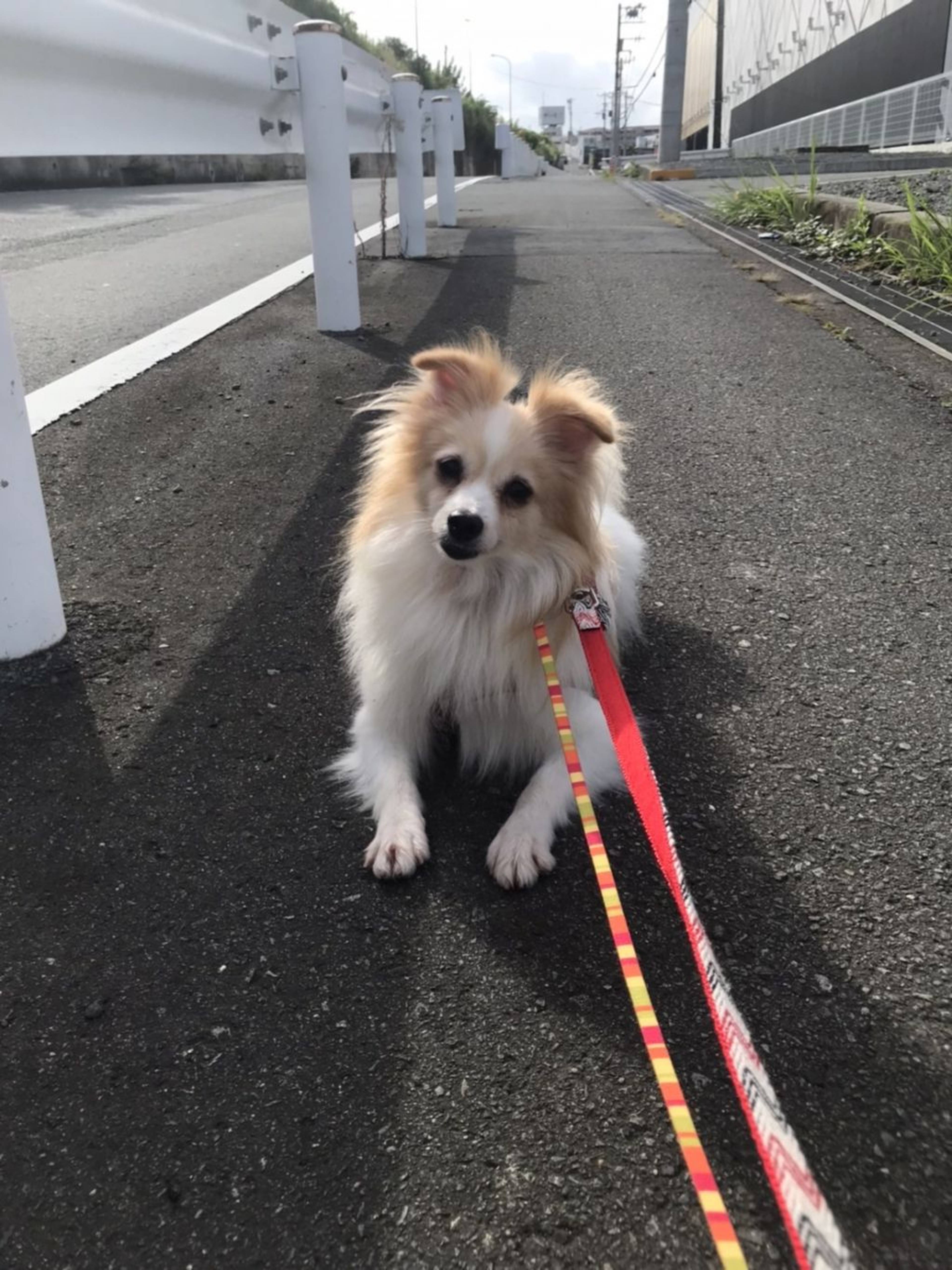 雑種（ミックス犬）・メスの里親募集の写真