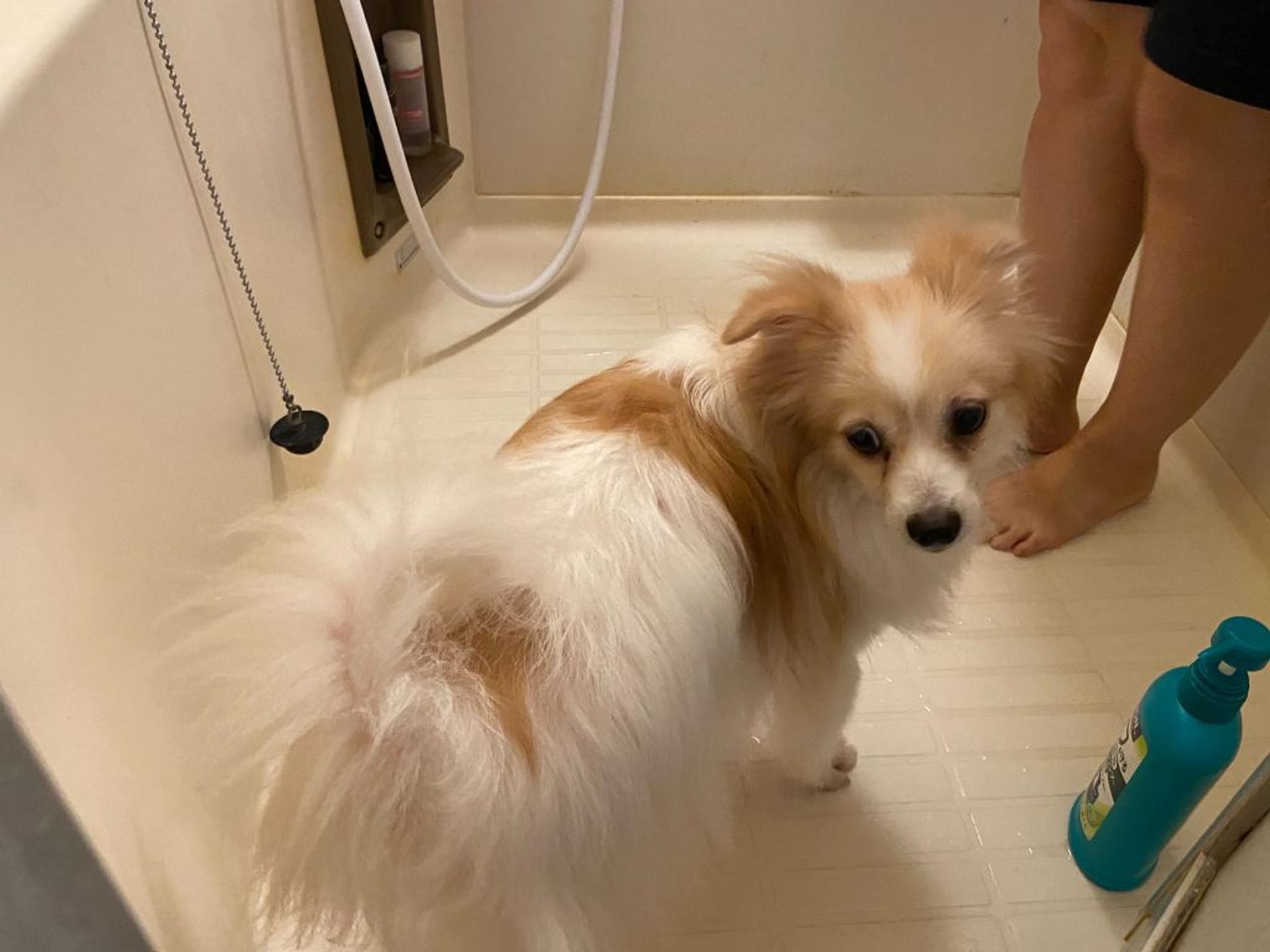pet-image-3