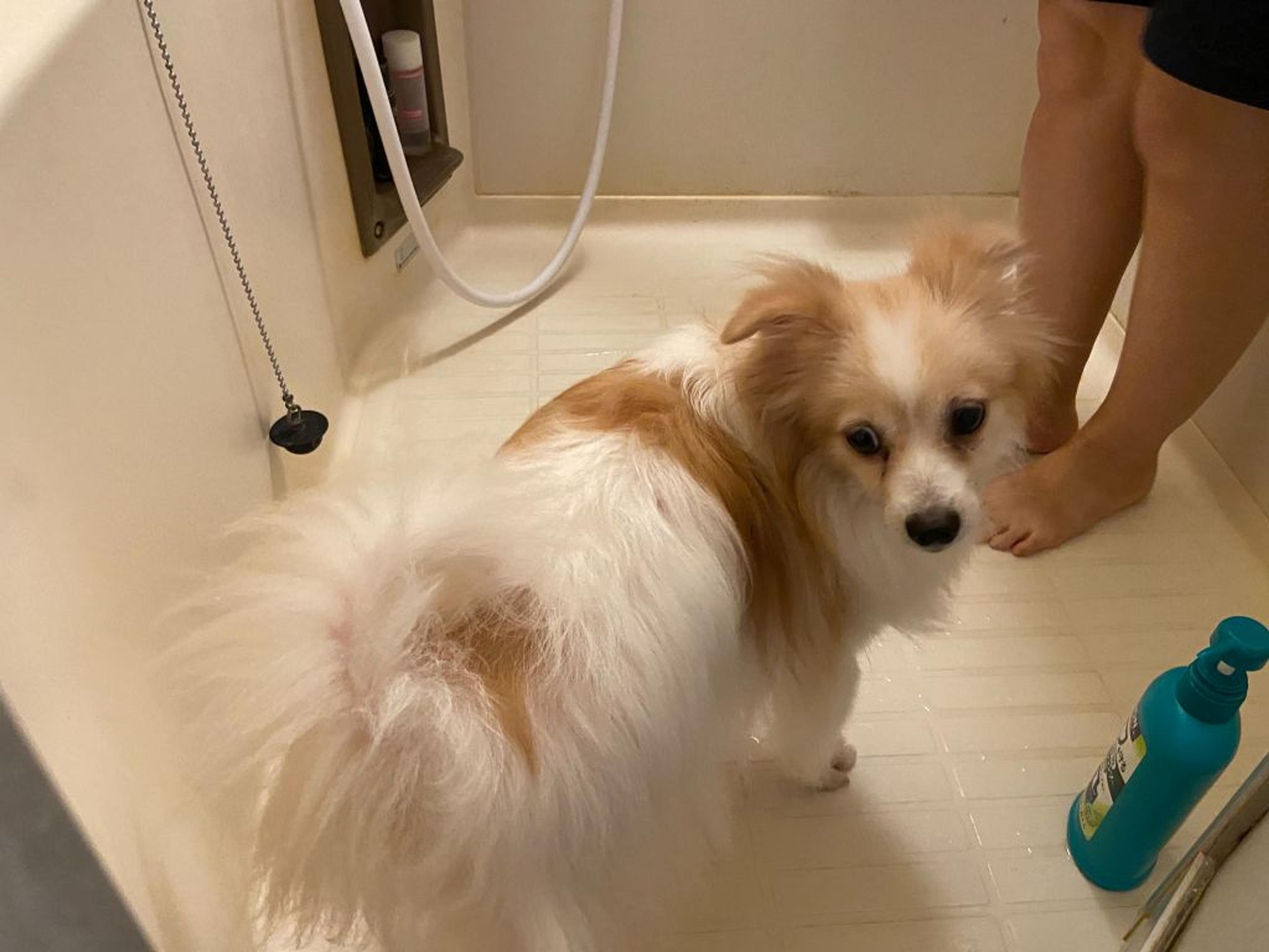 pet-image-3