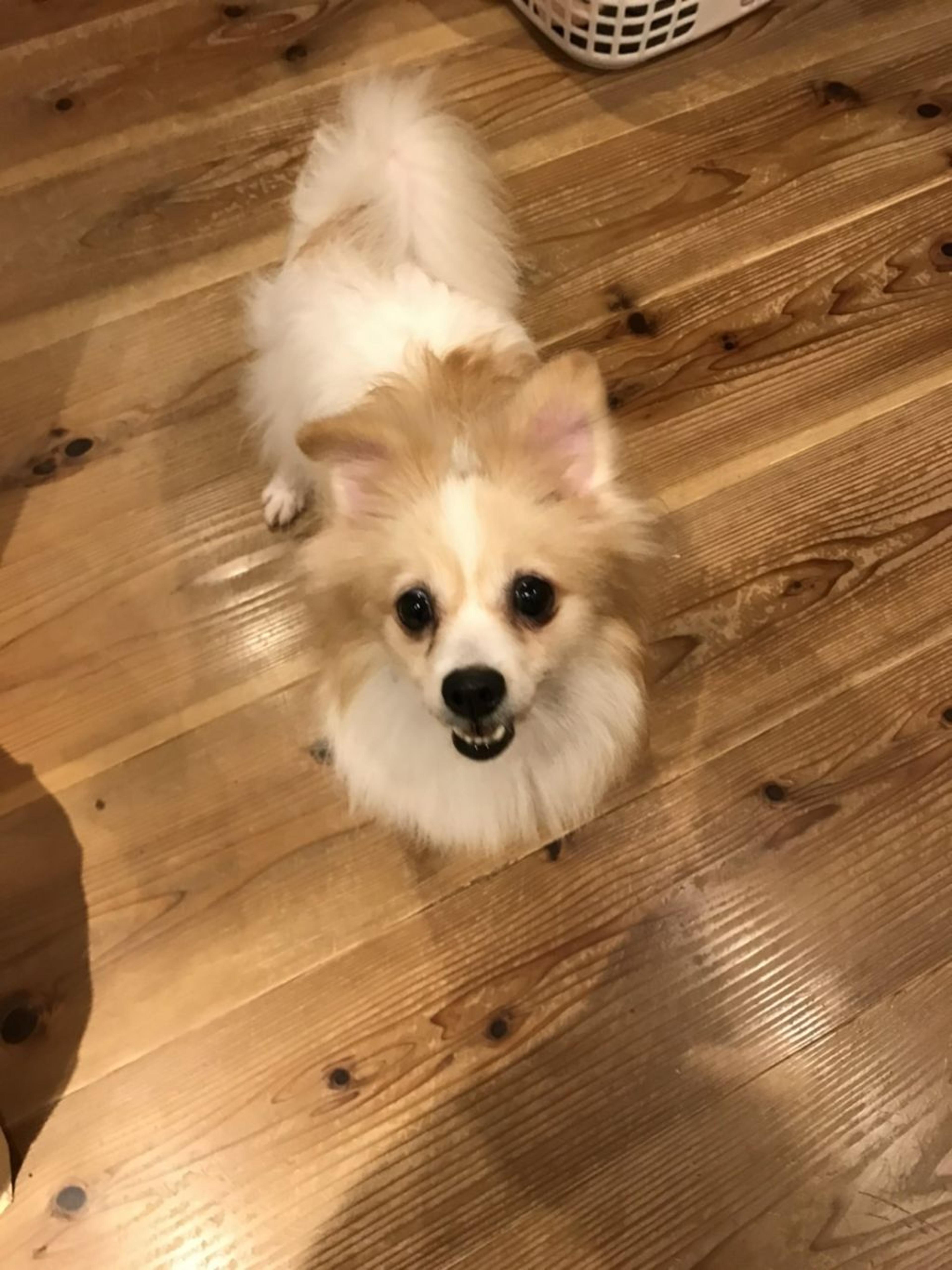 pet-image-4