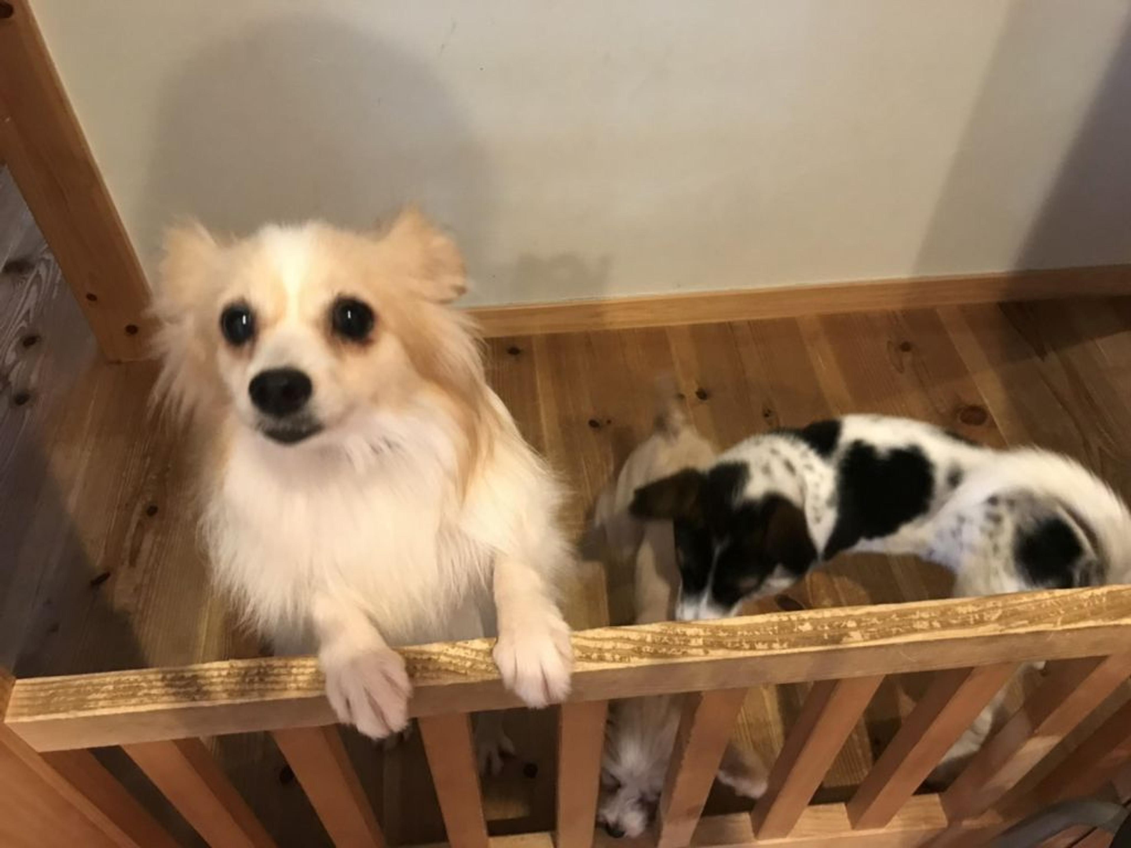 pet-image-5