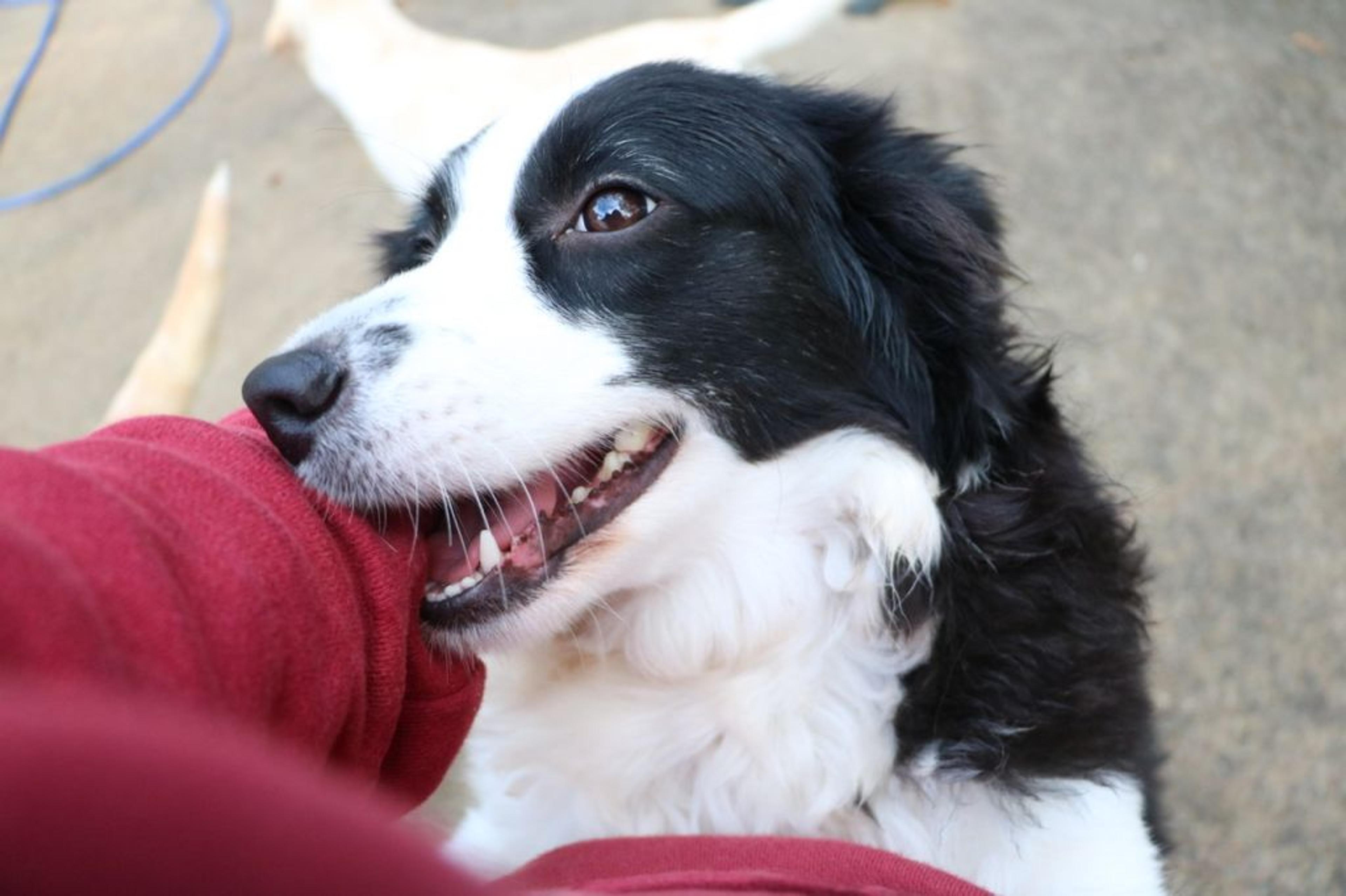 pet-image-2