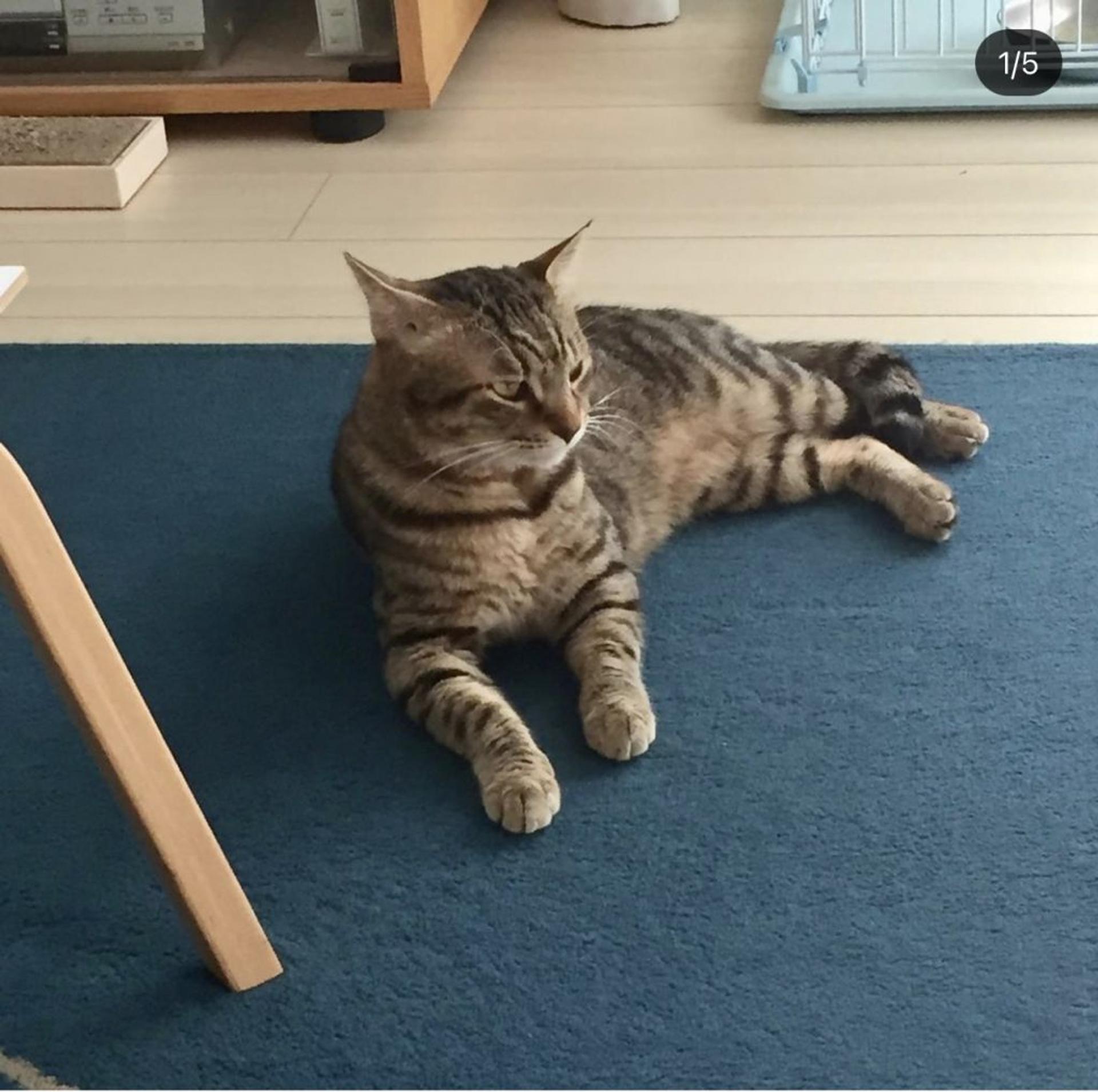 pet-image-8