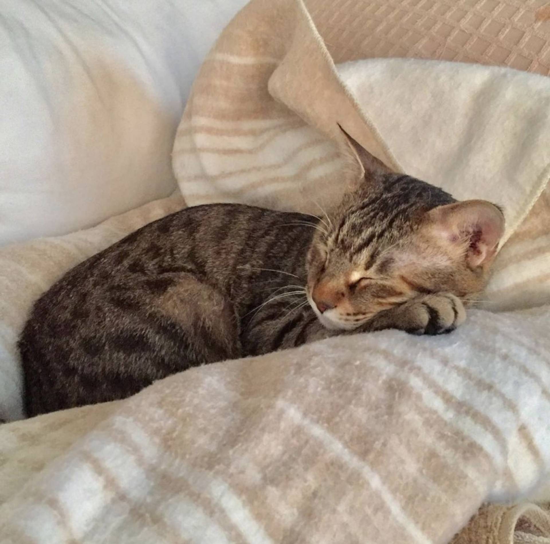 雑種（ミックス猫）・オスの里親募集の写真