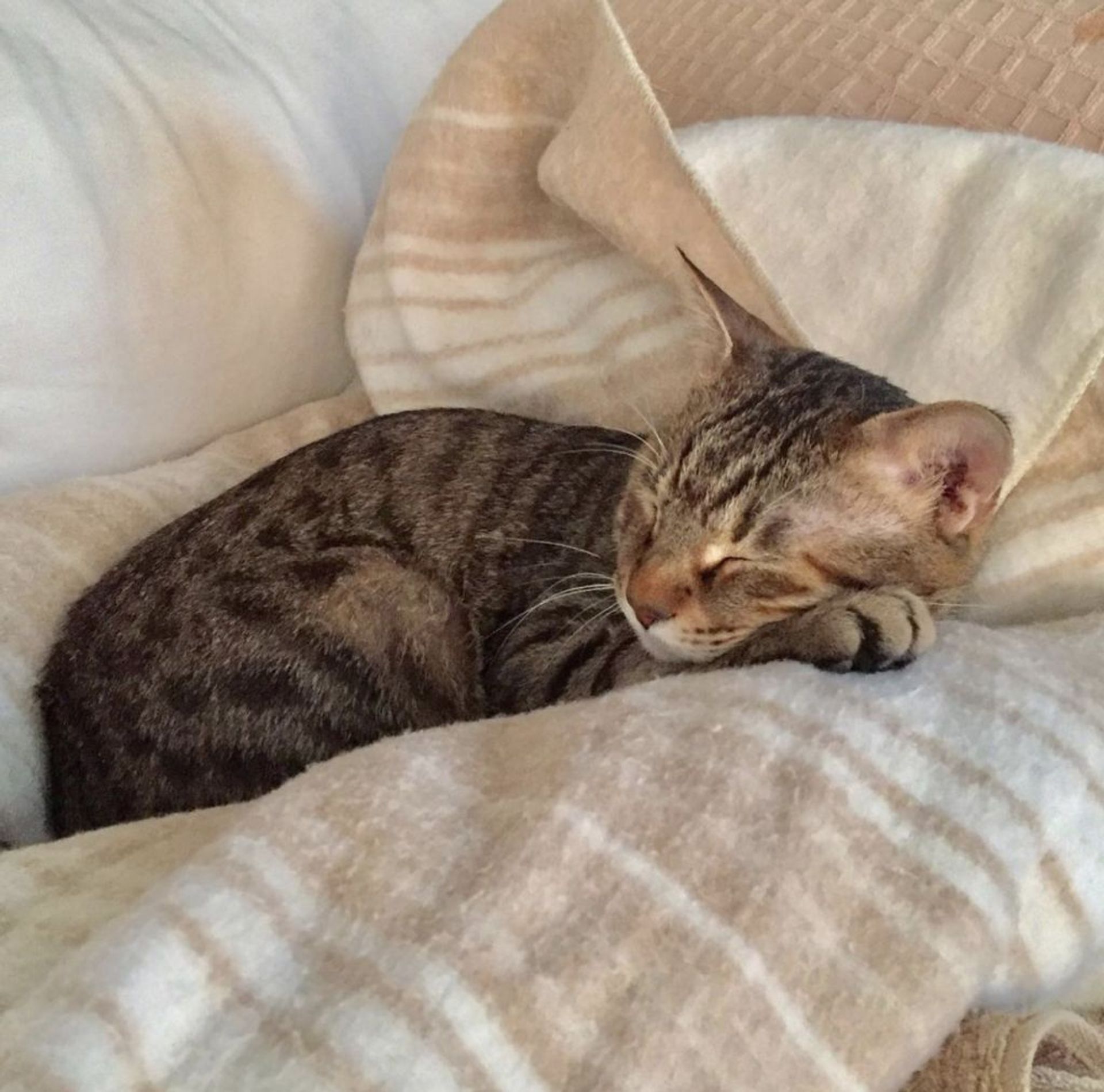 雑種（ミックス猫）・オスの里親募集の写真