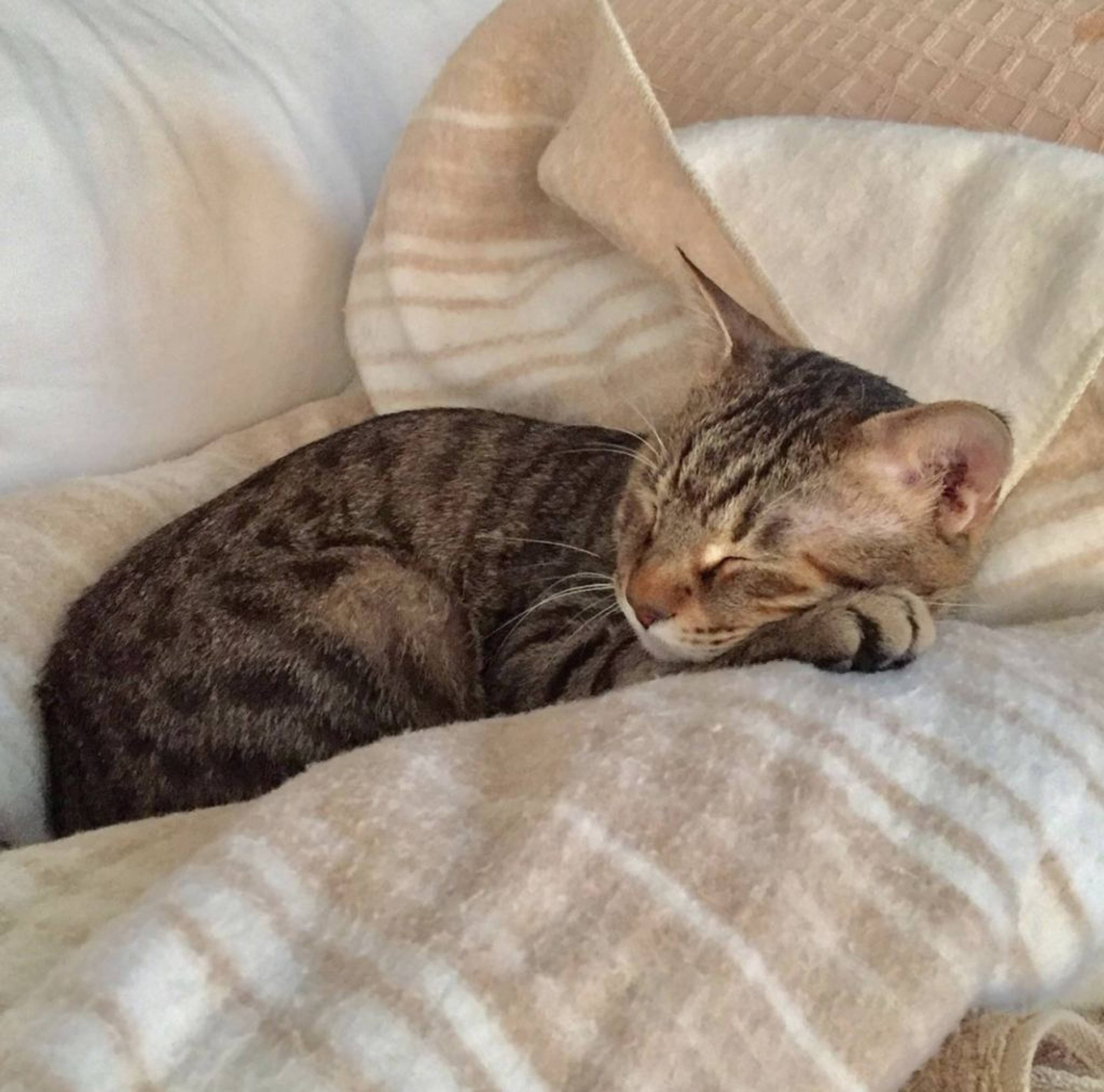 雑種（ミックス猫）・オスの里親募集の写真
