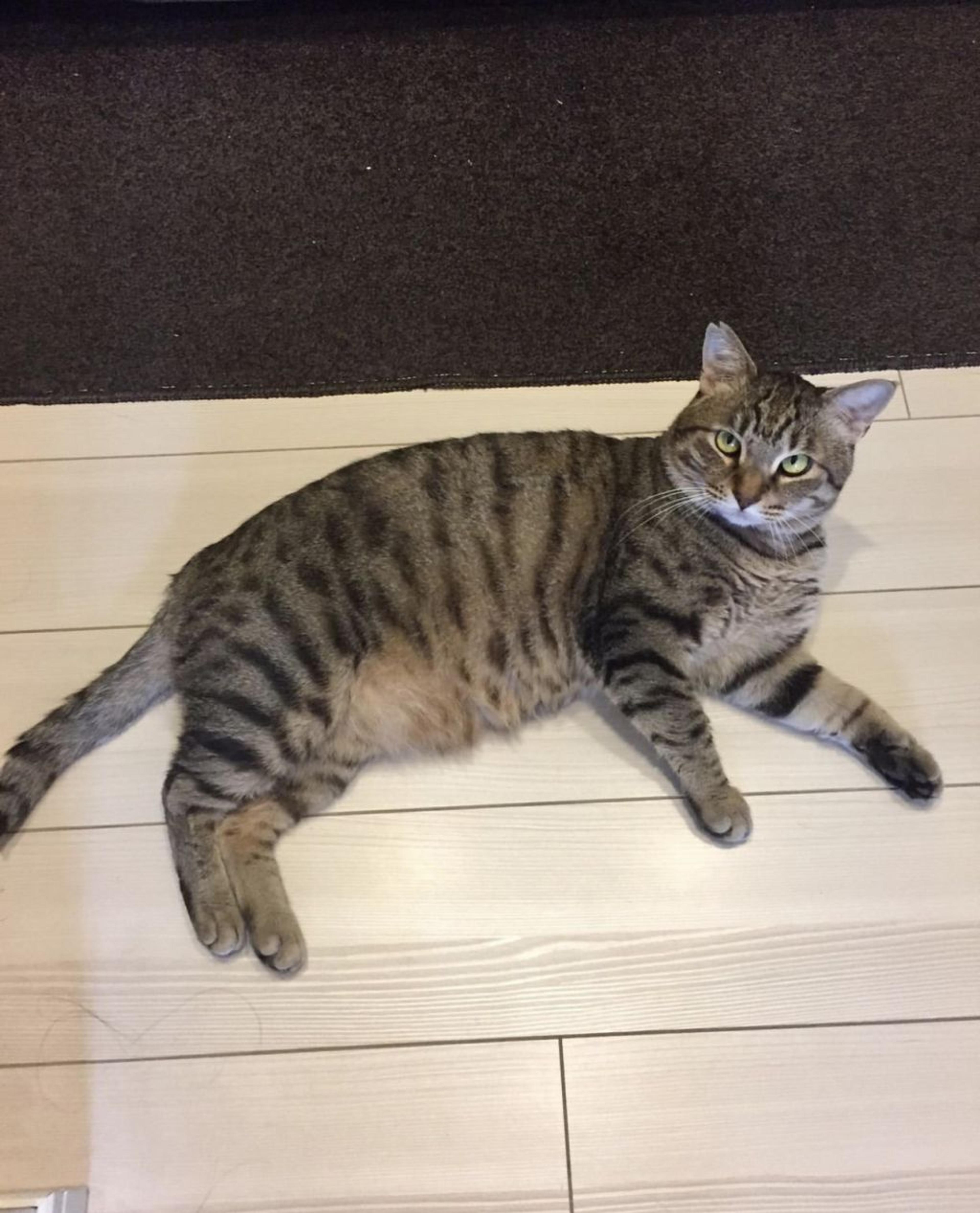 pet-image-6