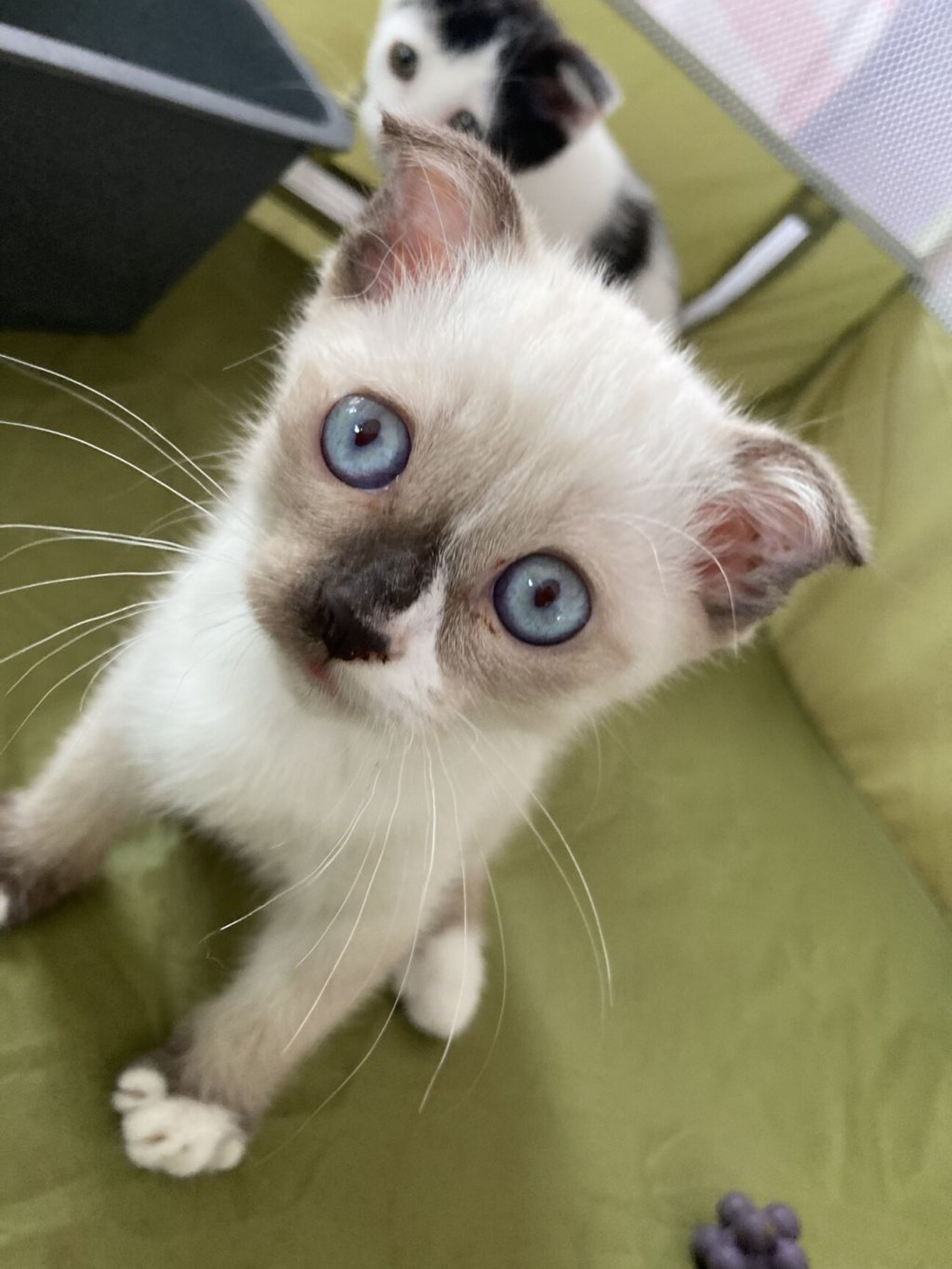 雑種（ミックス猫）・メスの里親募集の写真