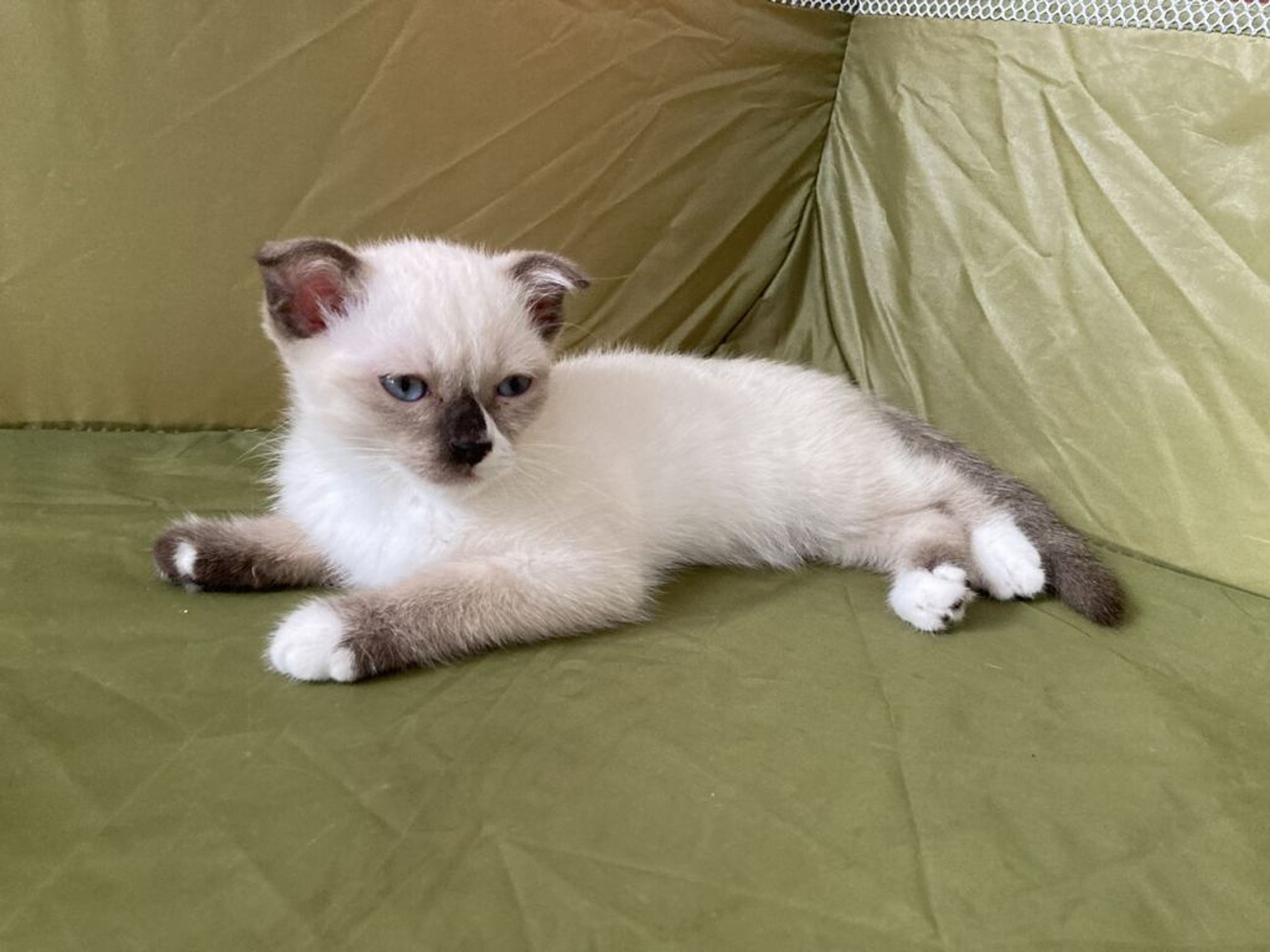 pet-image-4