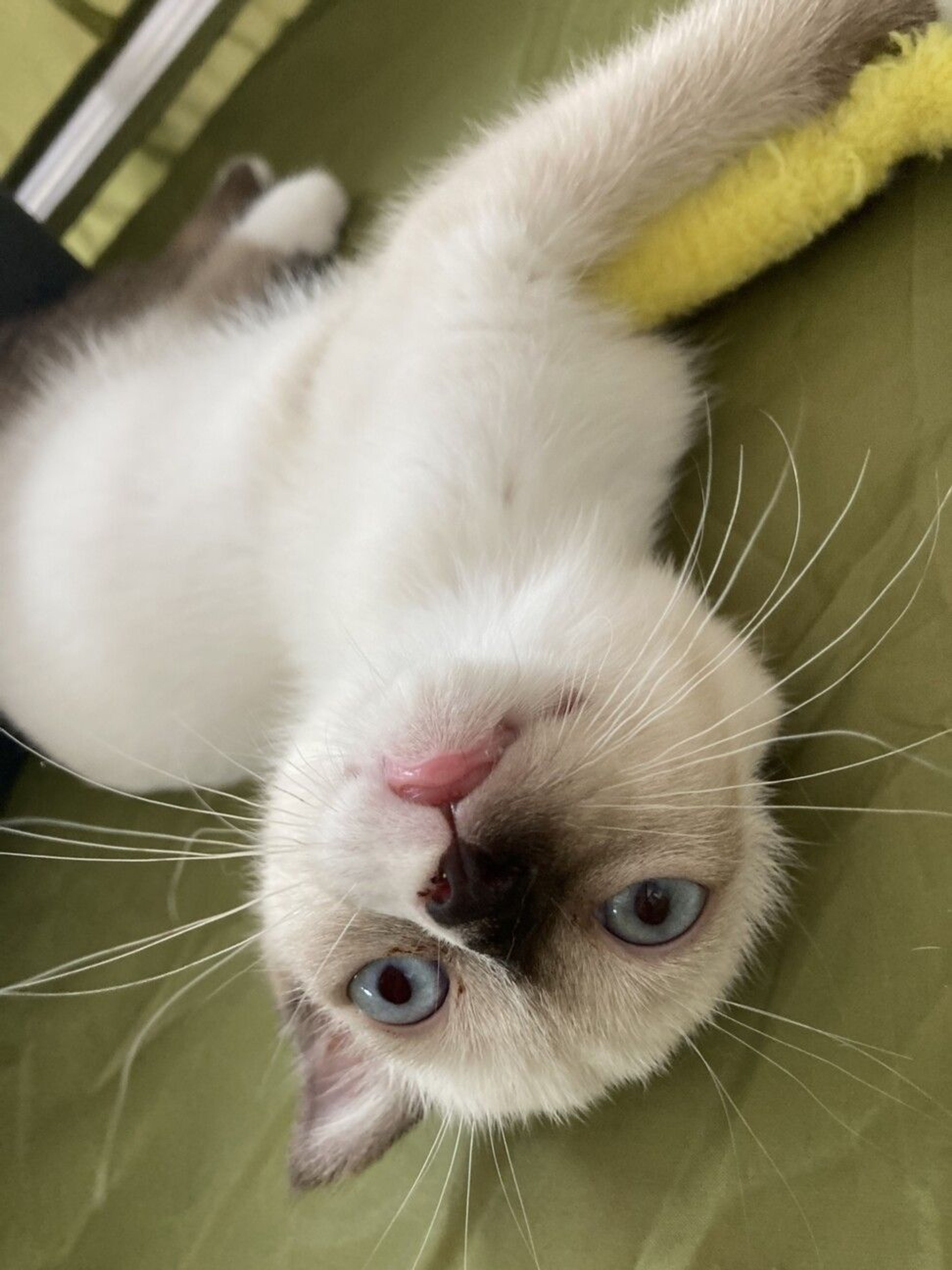 pet-image-5