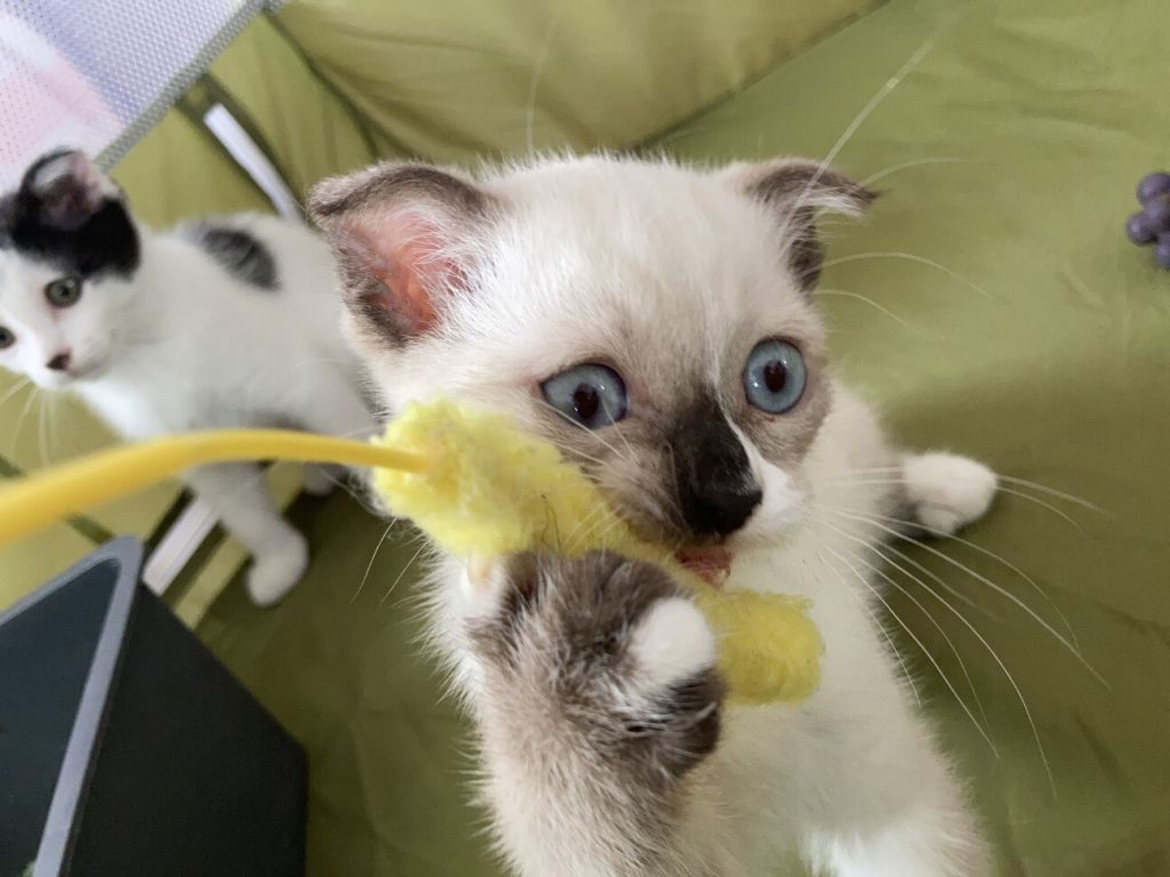 pet-image-6