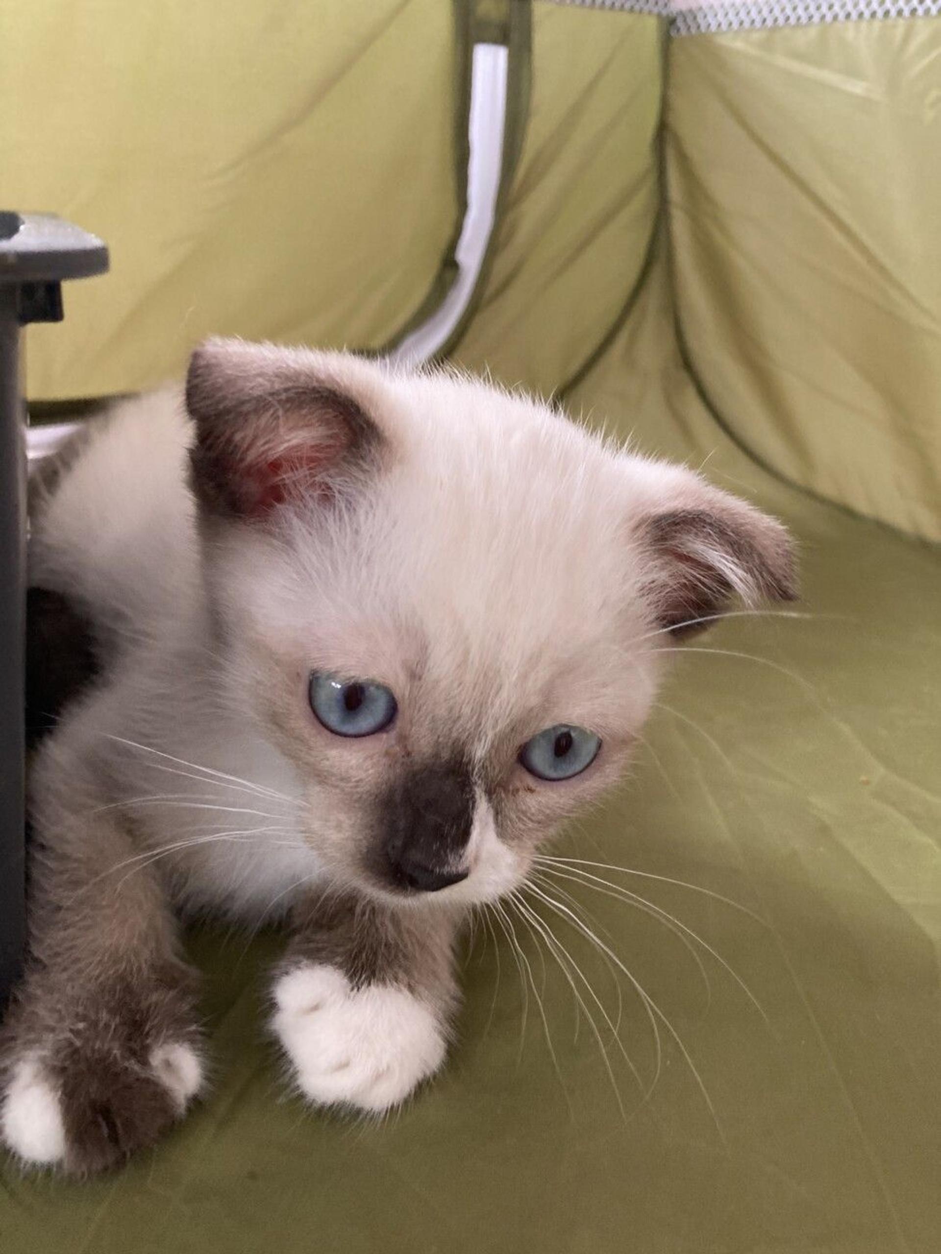 pet-image-7