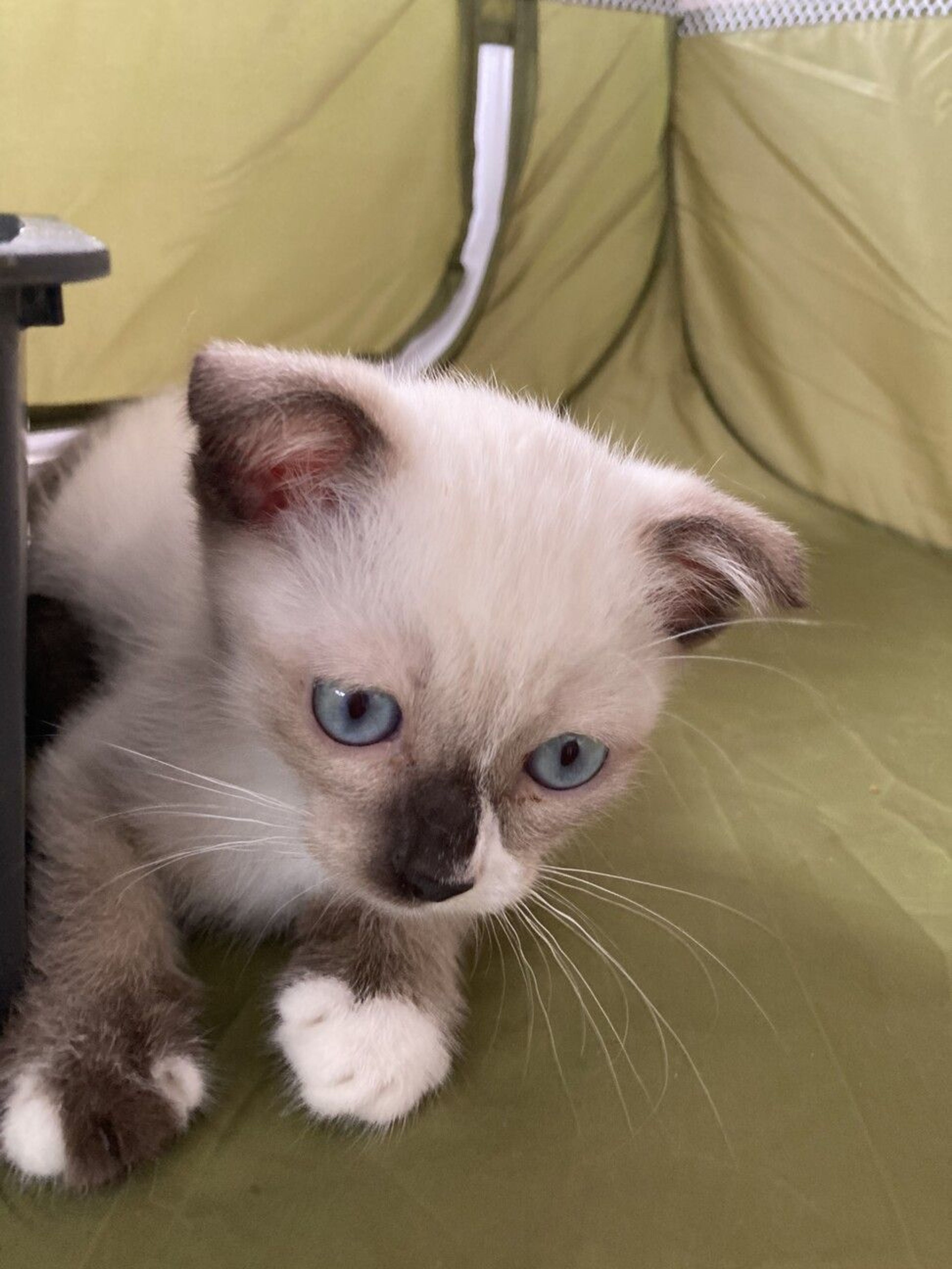 pet-image-7