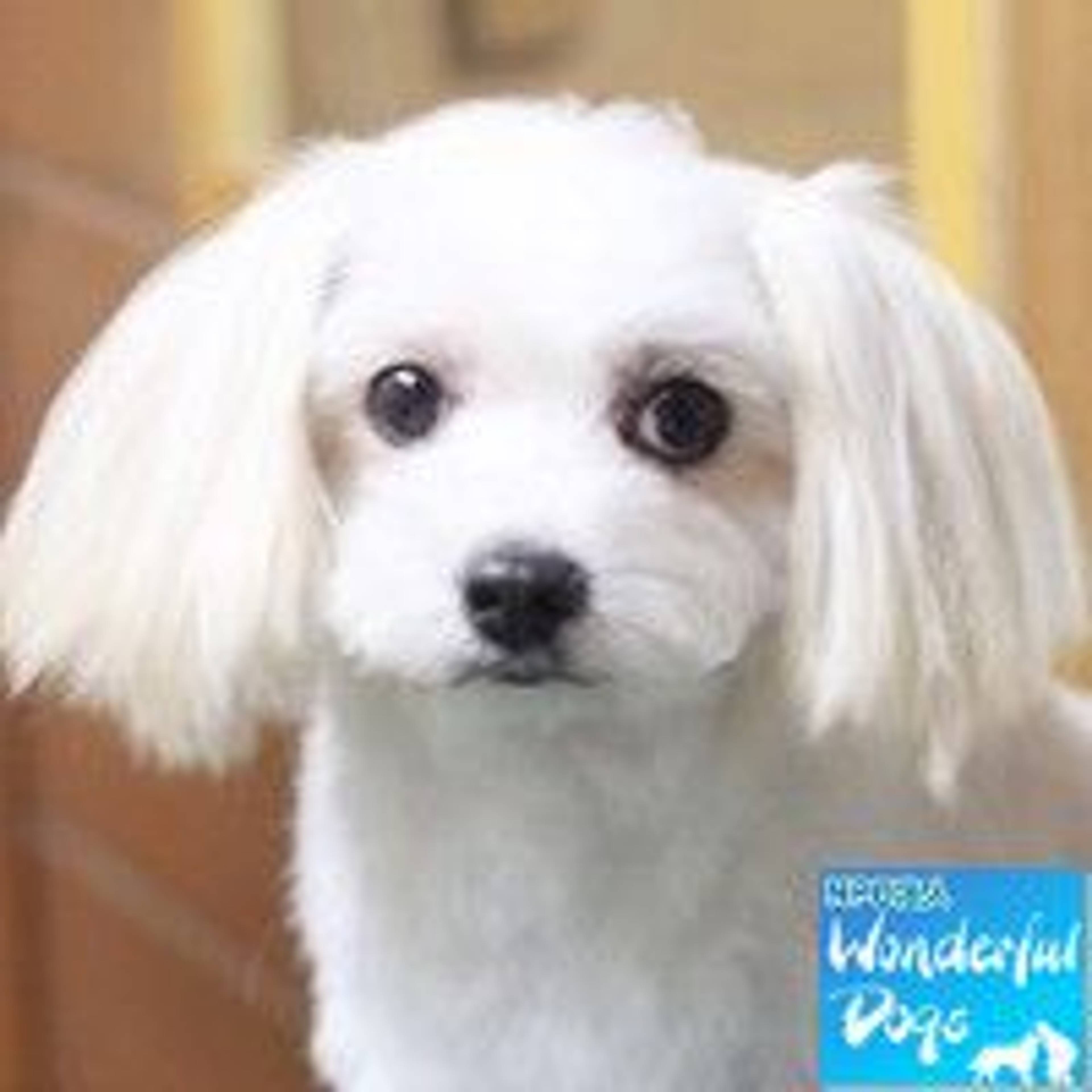 マルチーズ・メスの里親募集の写真