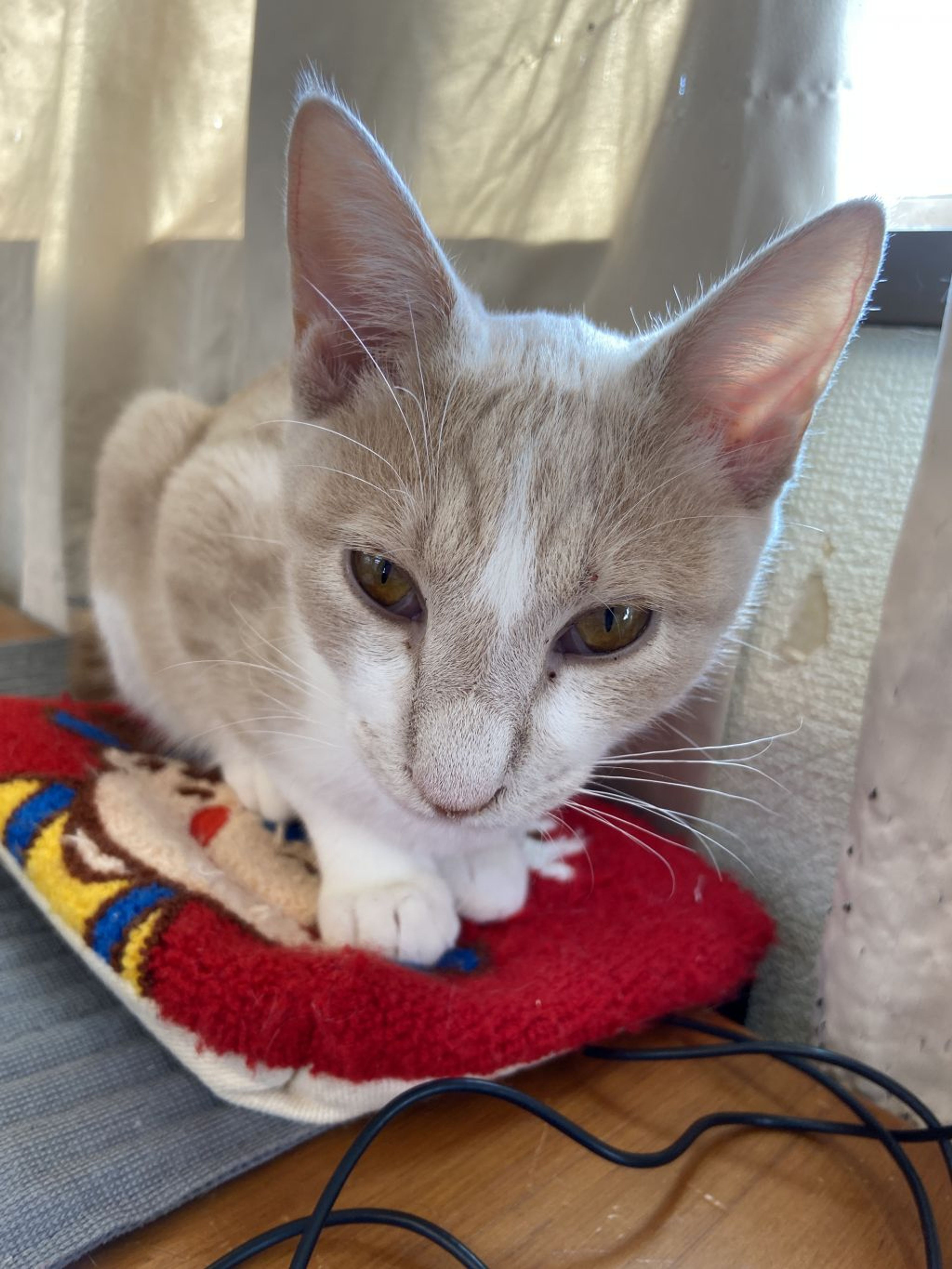 pet-image-3
