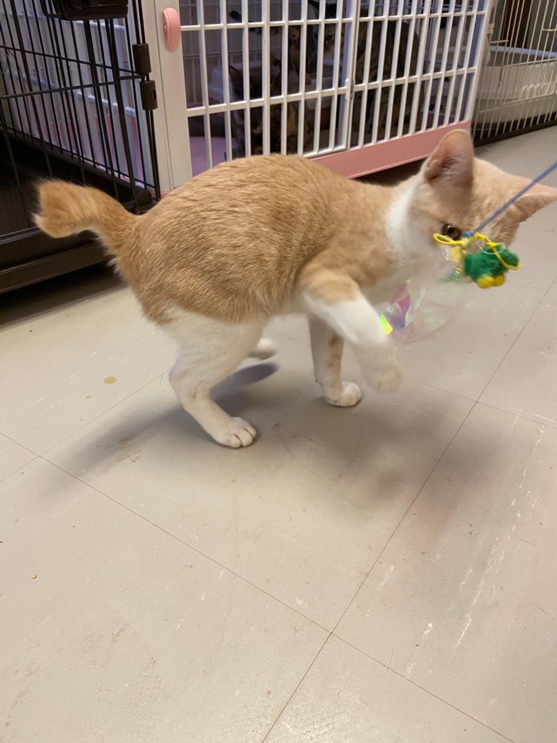 pet-image-2