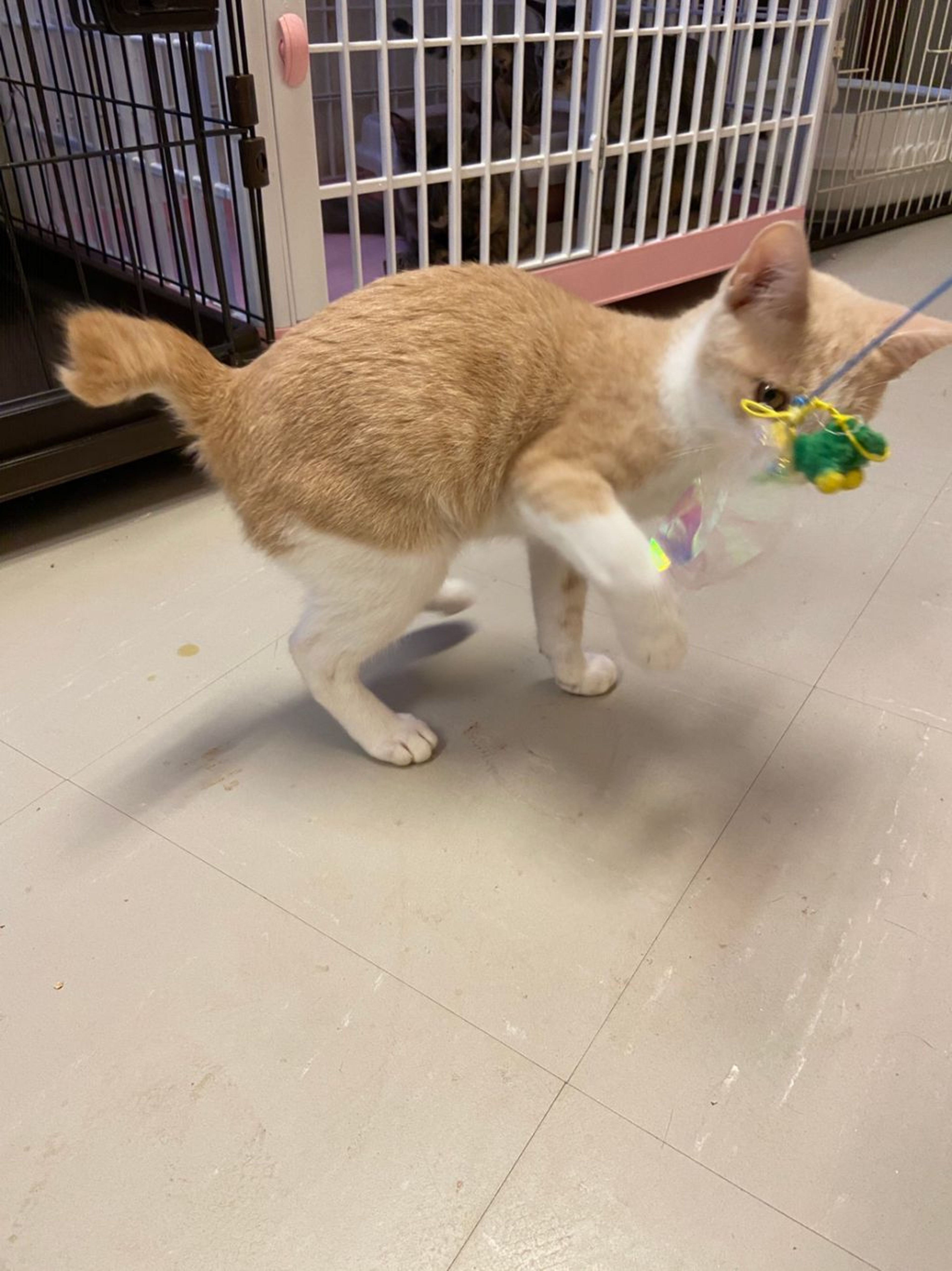 雑種（ミックス猫）・オスの里親募集の写真