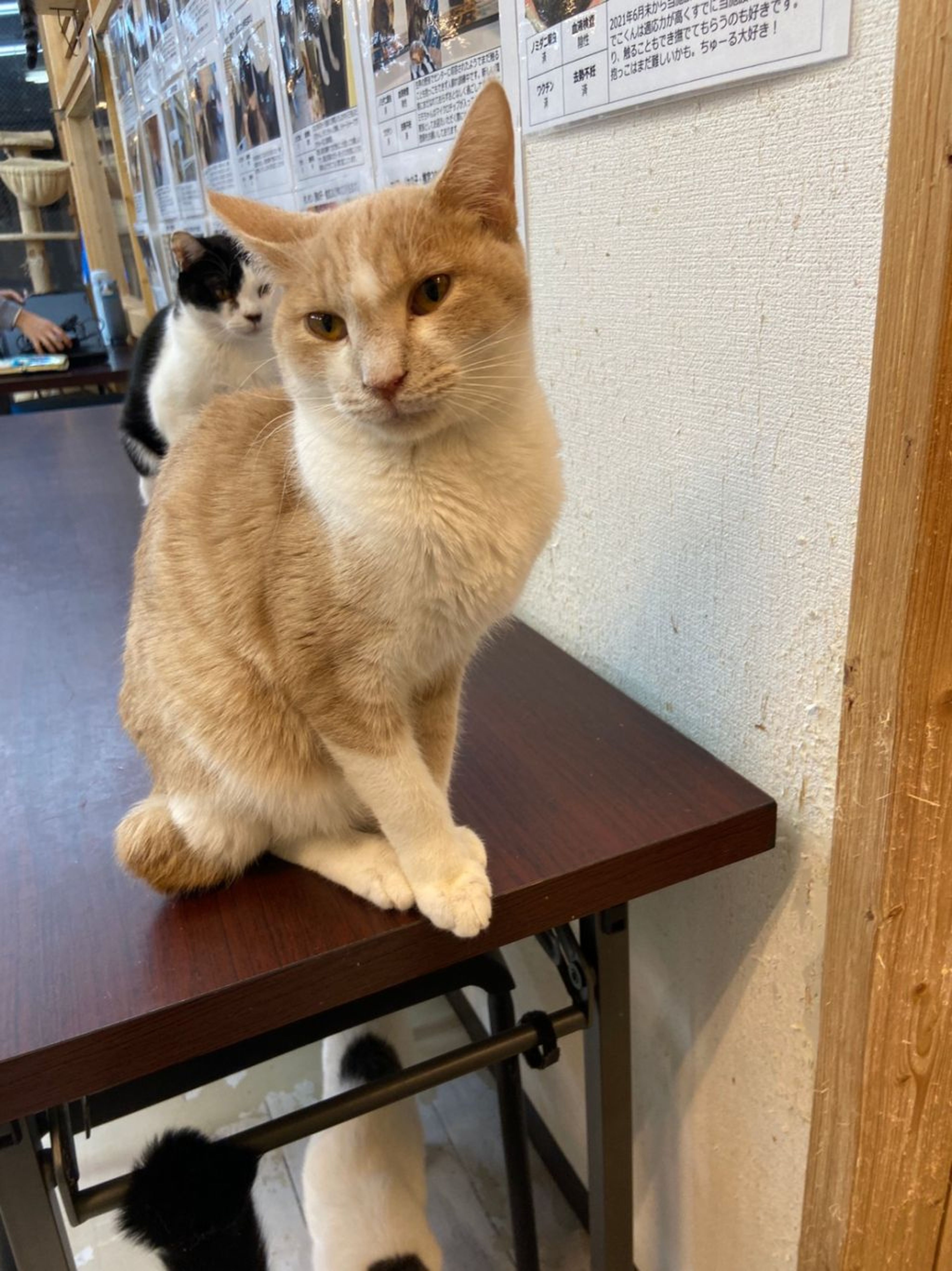 pet-image-5