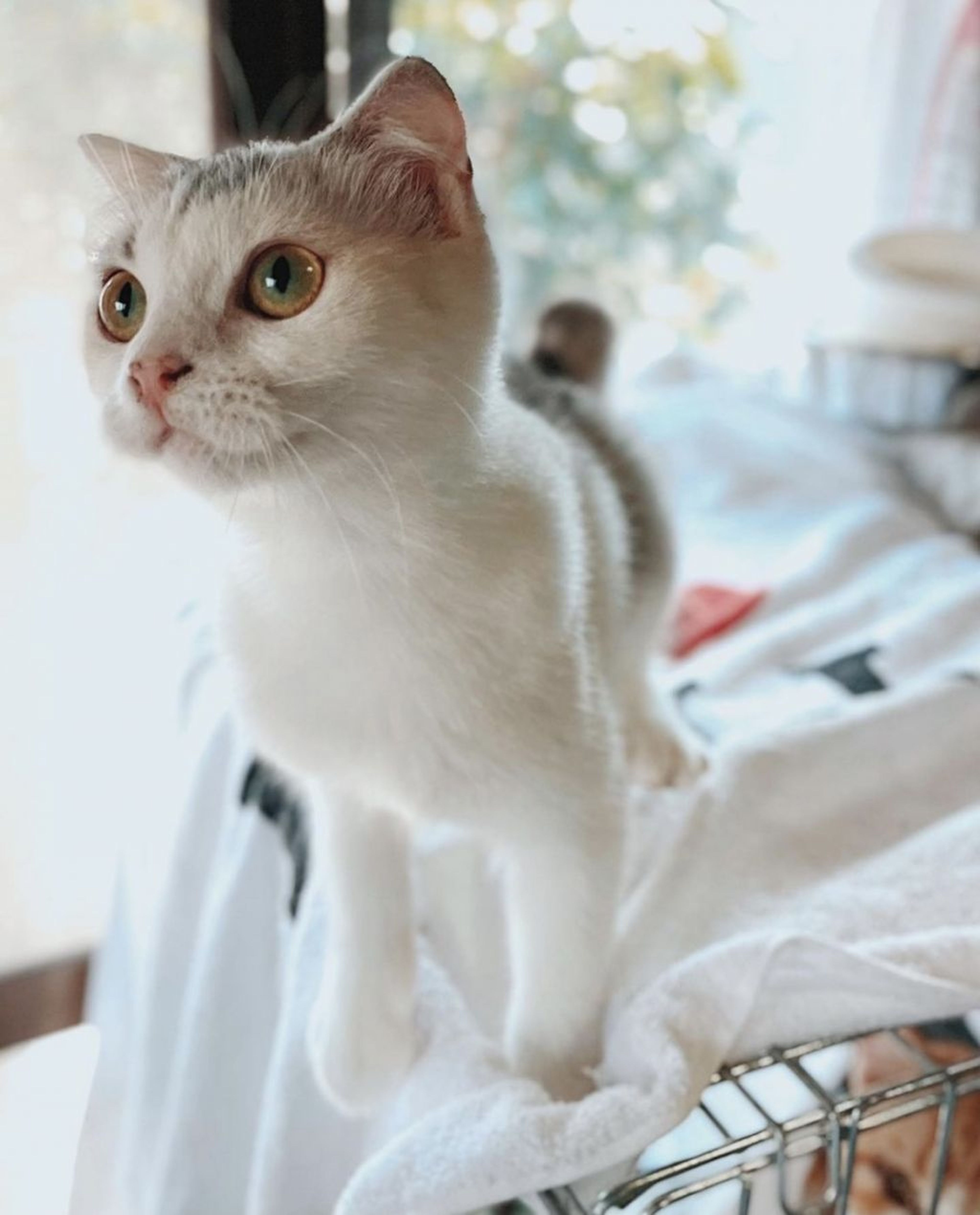 マンチカン・メスの里親募集の写真