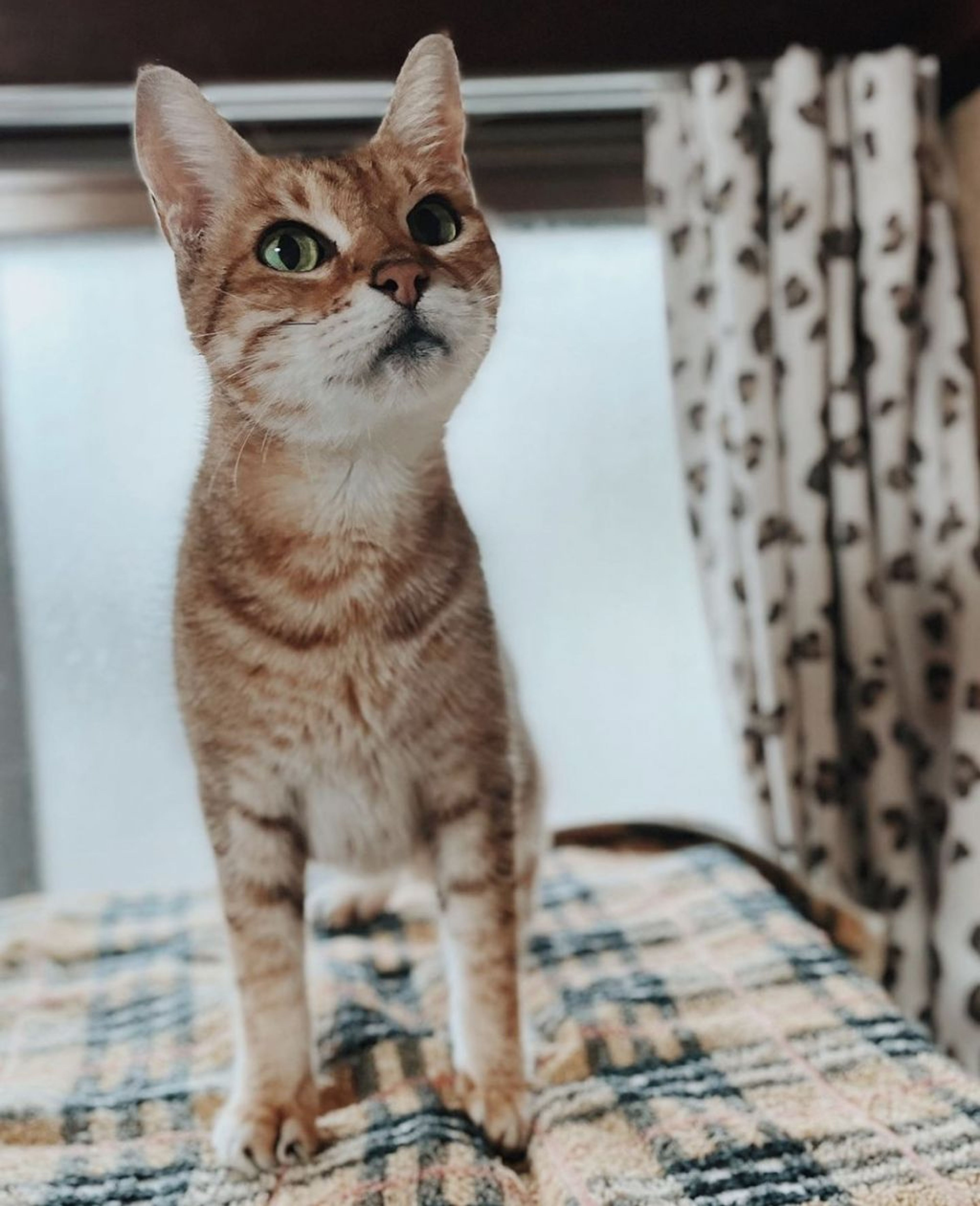 ベンガル・メスの里親募集の写真
