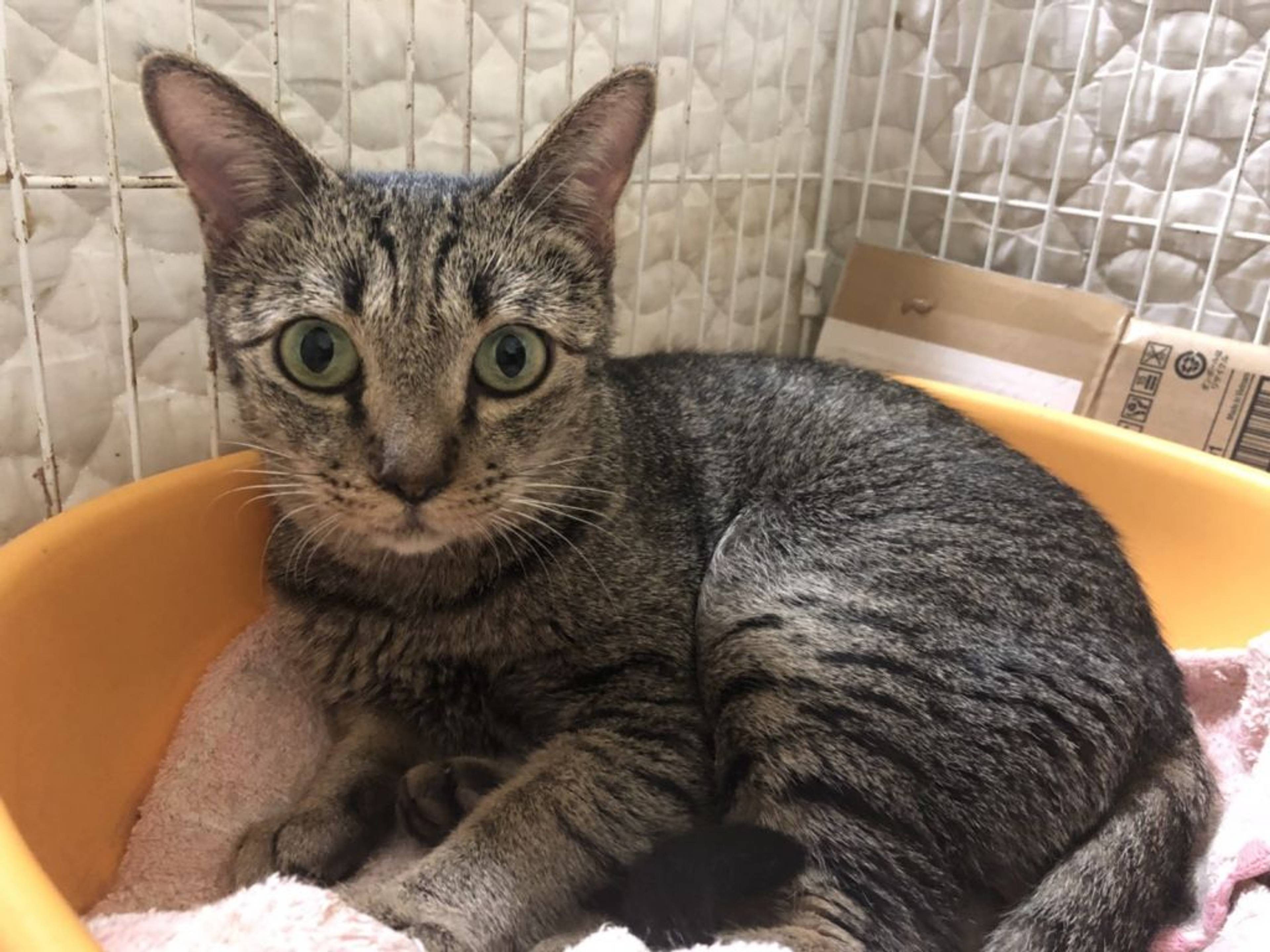 雑種（ミックス猫）・メスの里親募集の写真