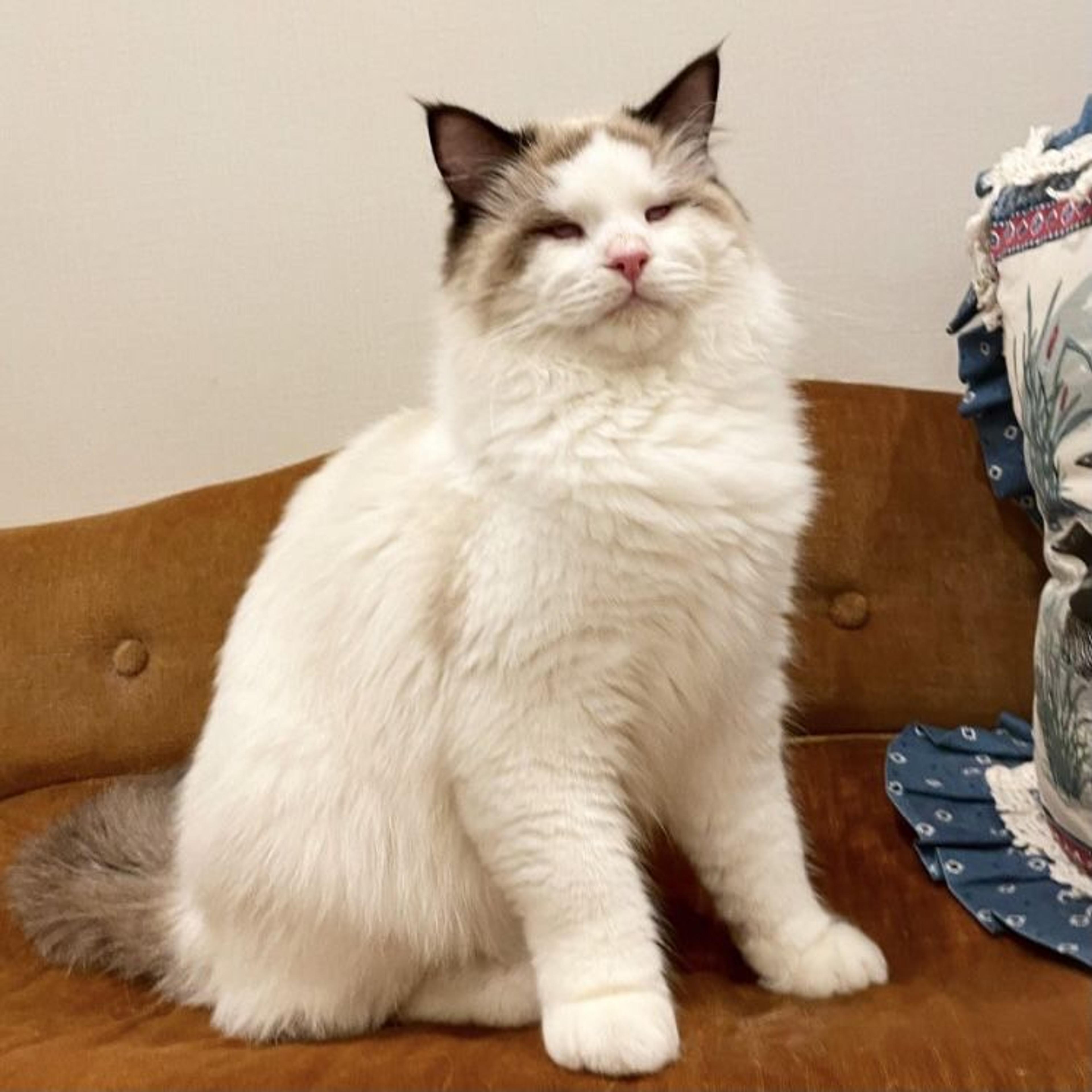 pet-image-2