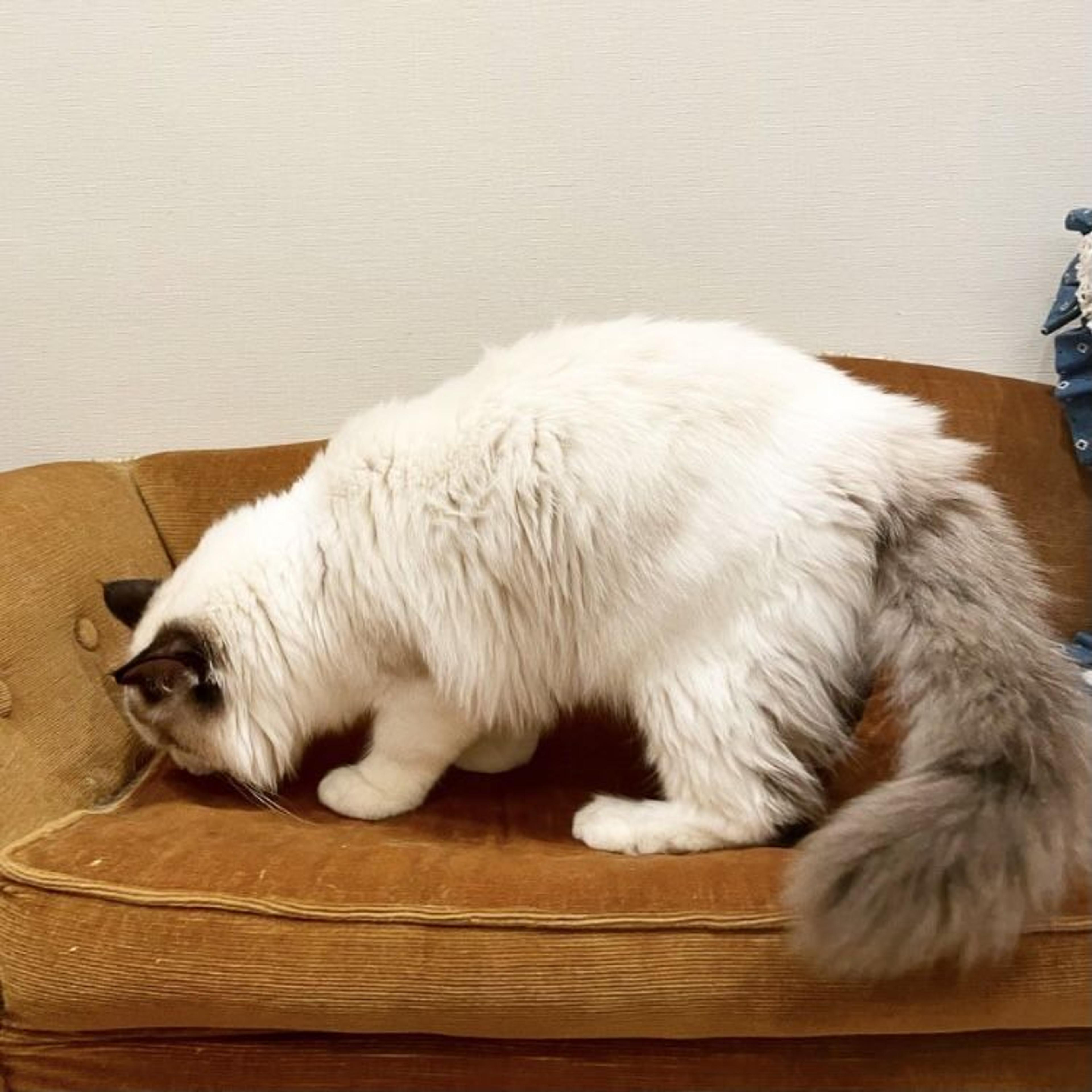 pet-image-3