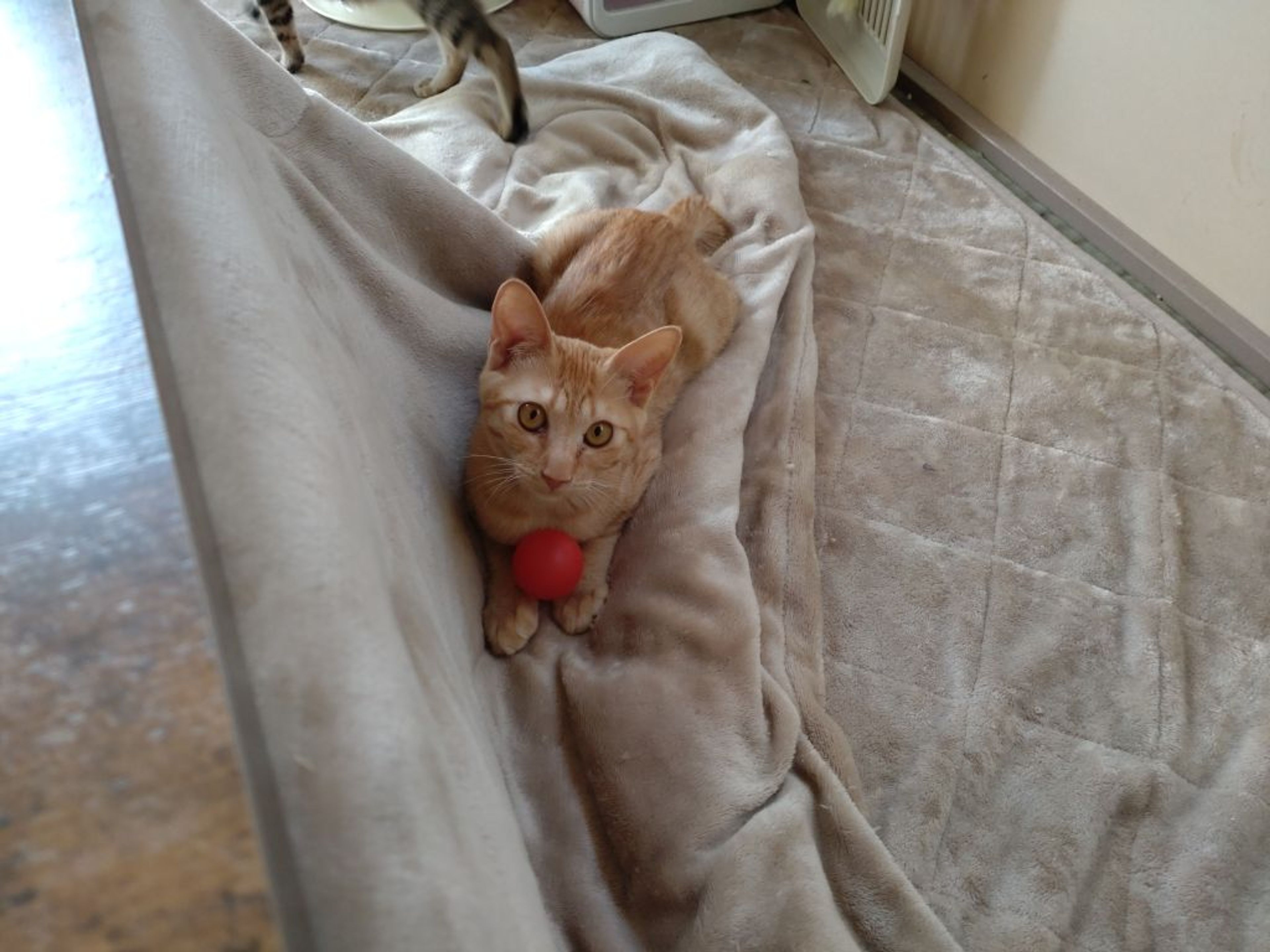 pet-image-3