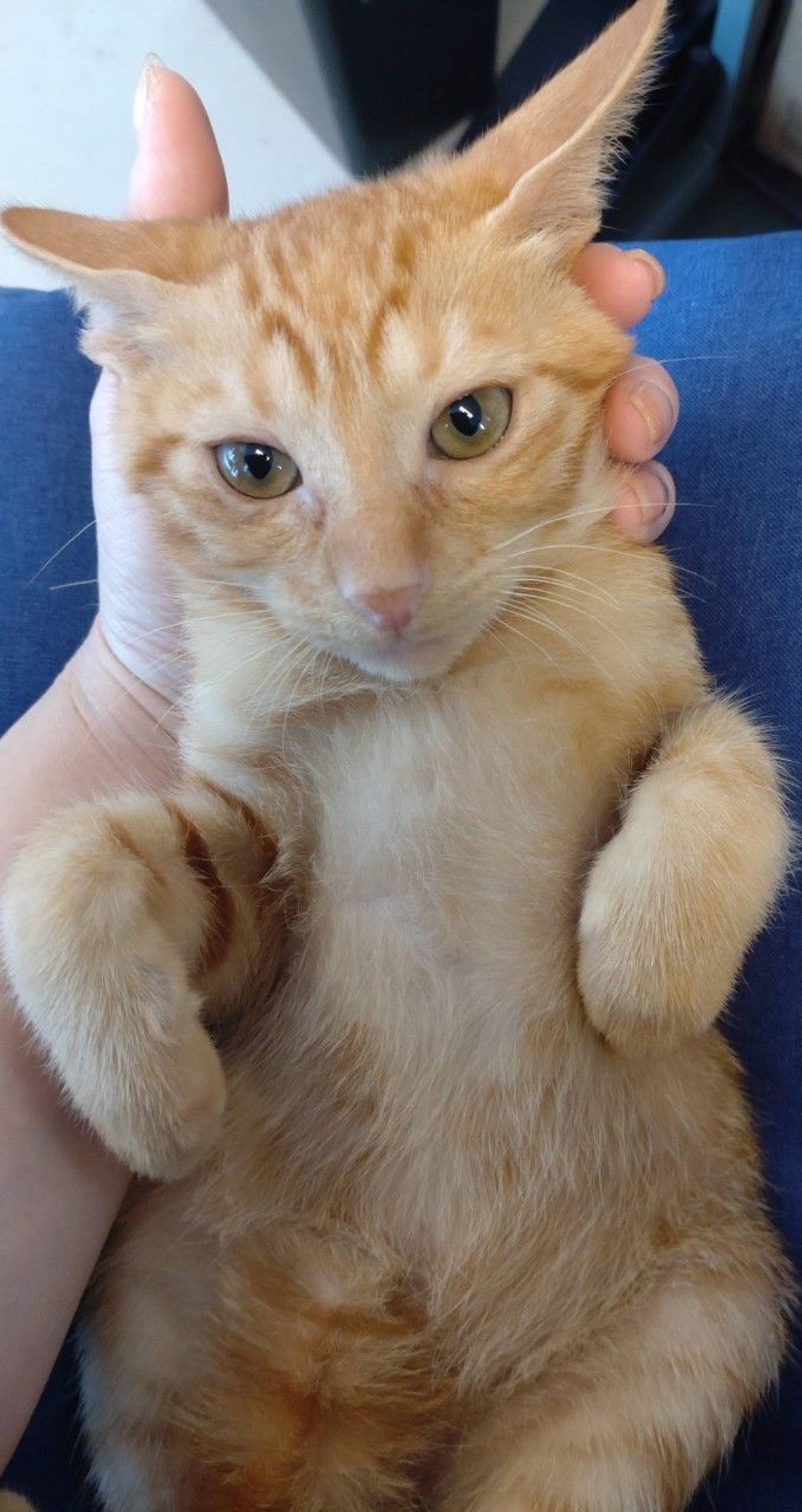 雑種（ミックス猫）・オスの里親募集の写真