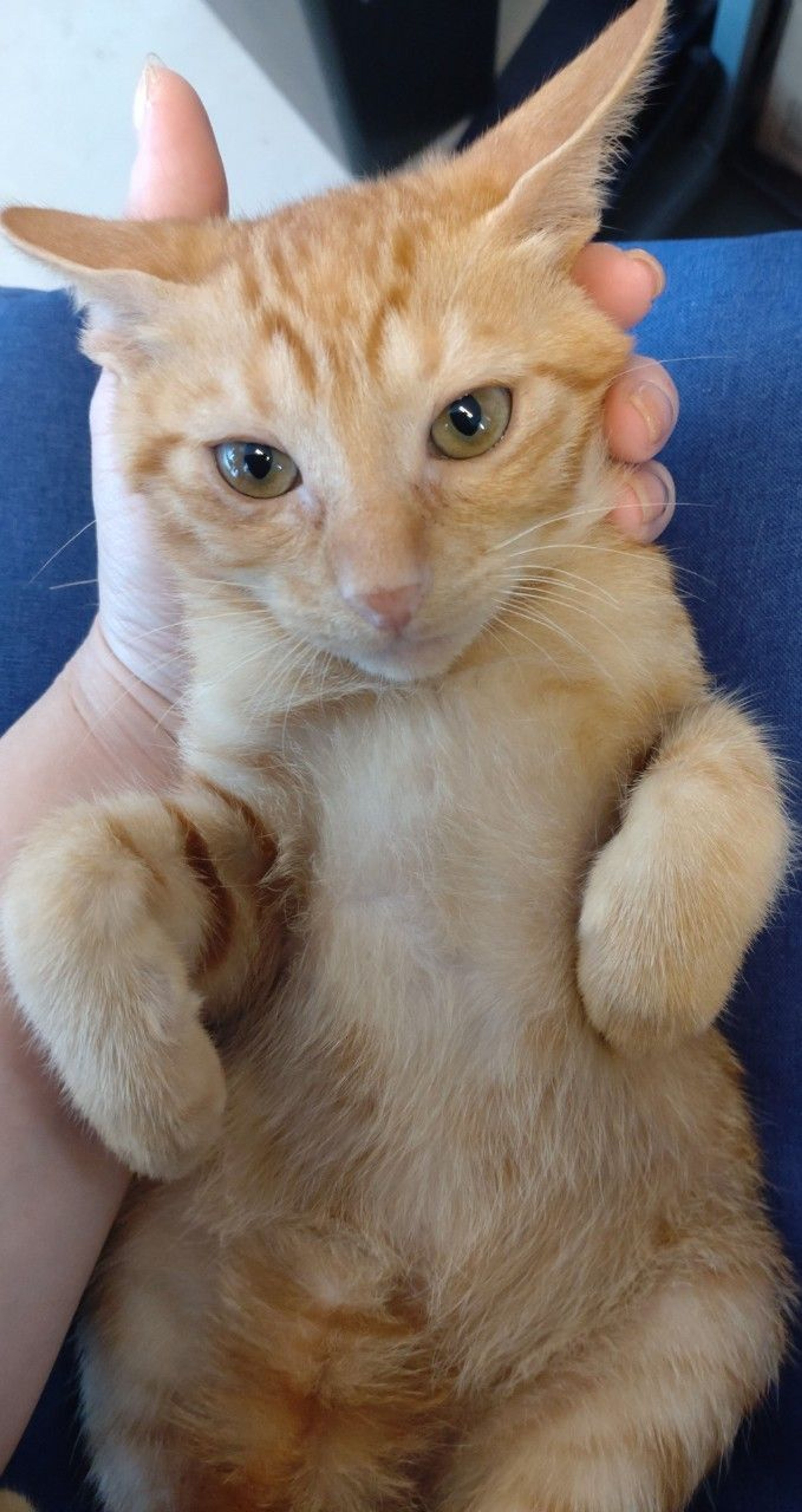 雑種（ミックス猫）・オスの里親募集の写真