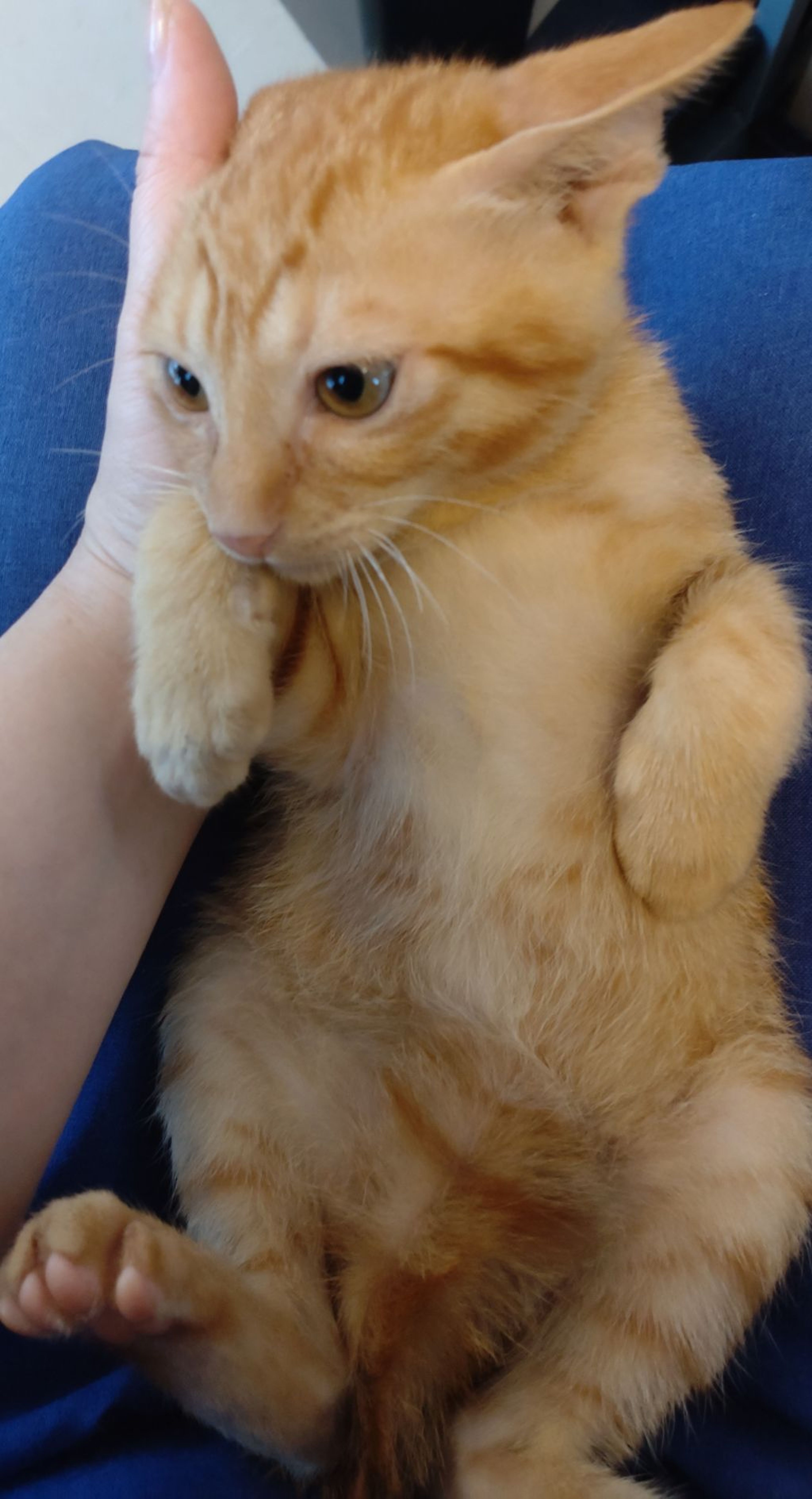 pet-image-3