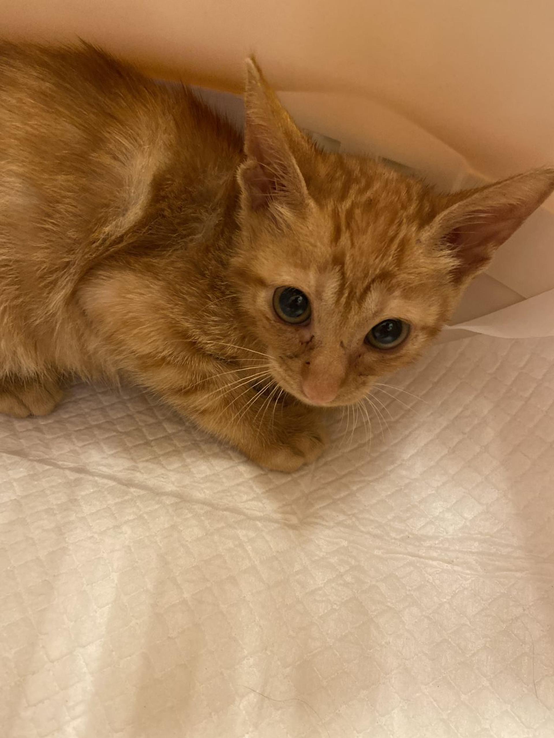 pet-image-4