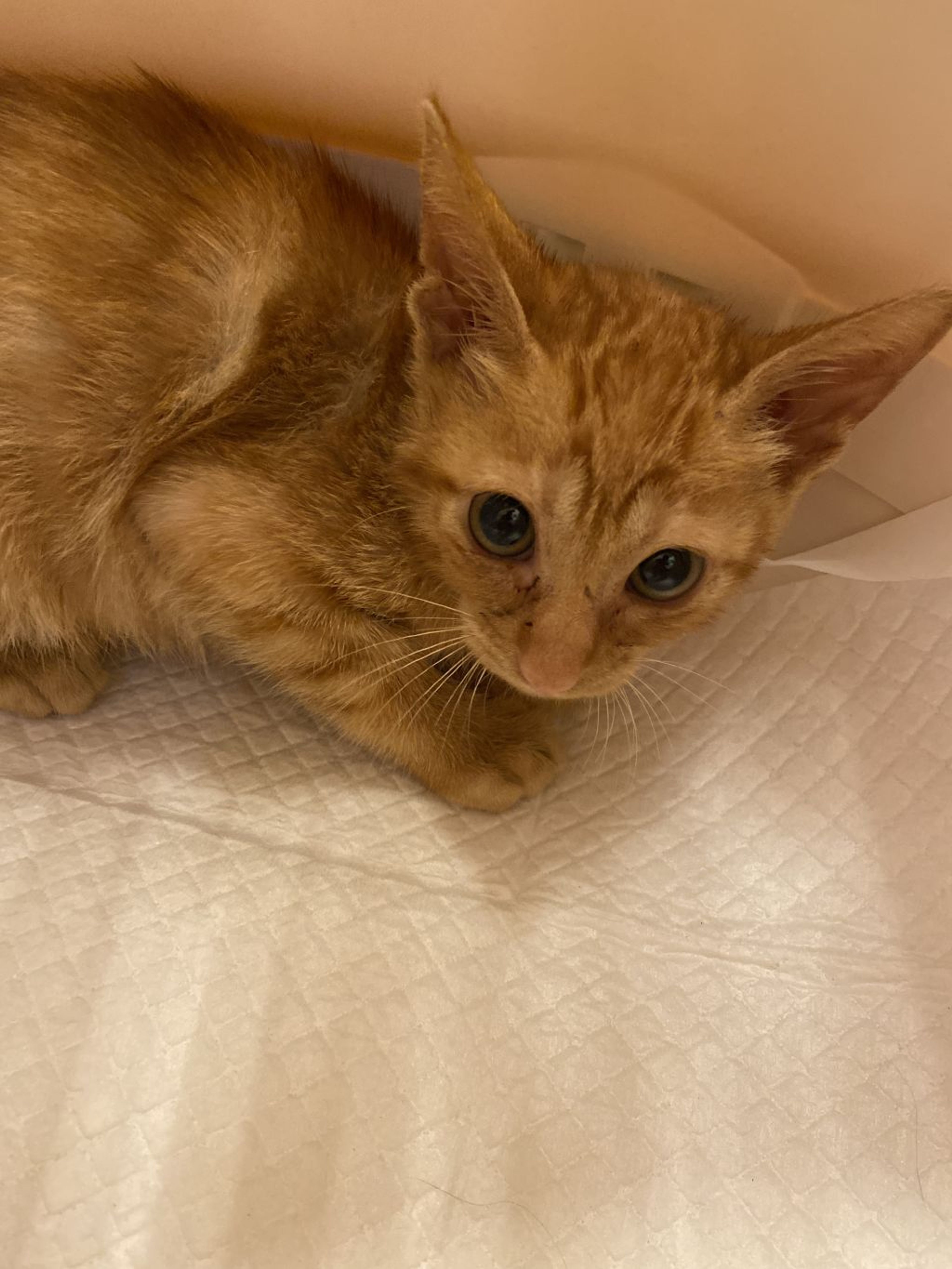 pet-image-4