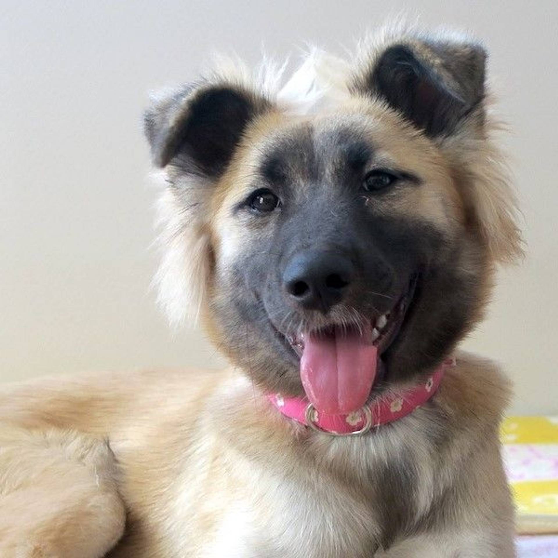 雑種（ミックス犬）・メスの里親募集の写真