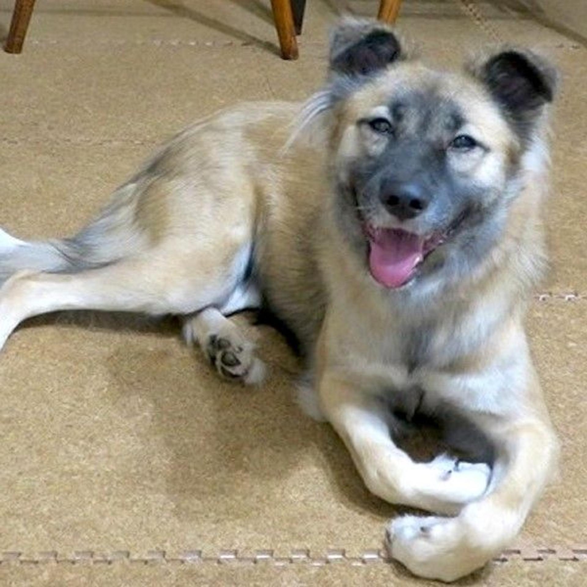 pet-image-2
