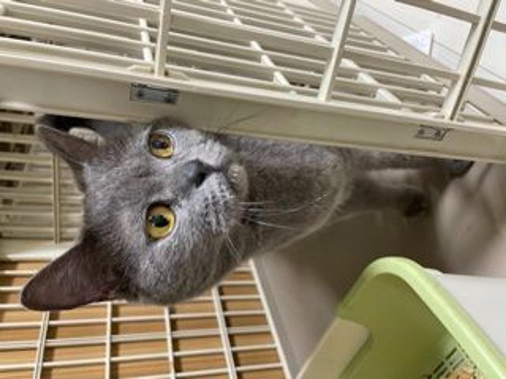 pet-image-2